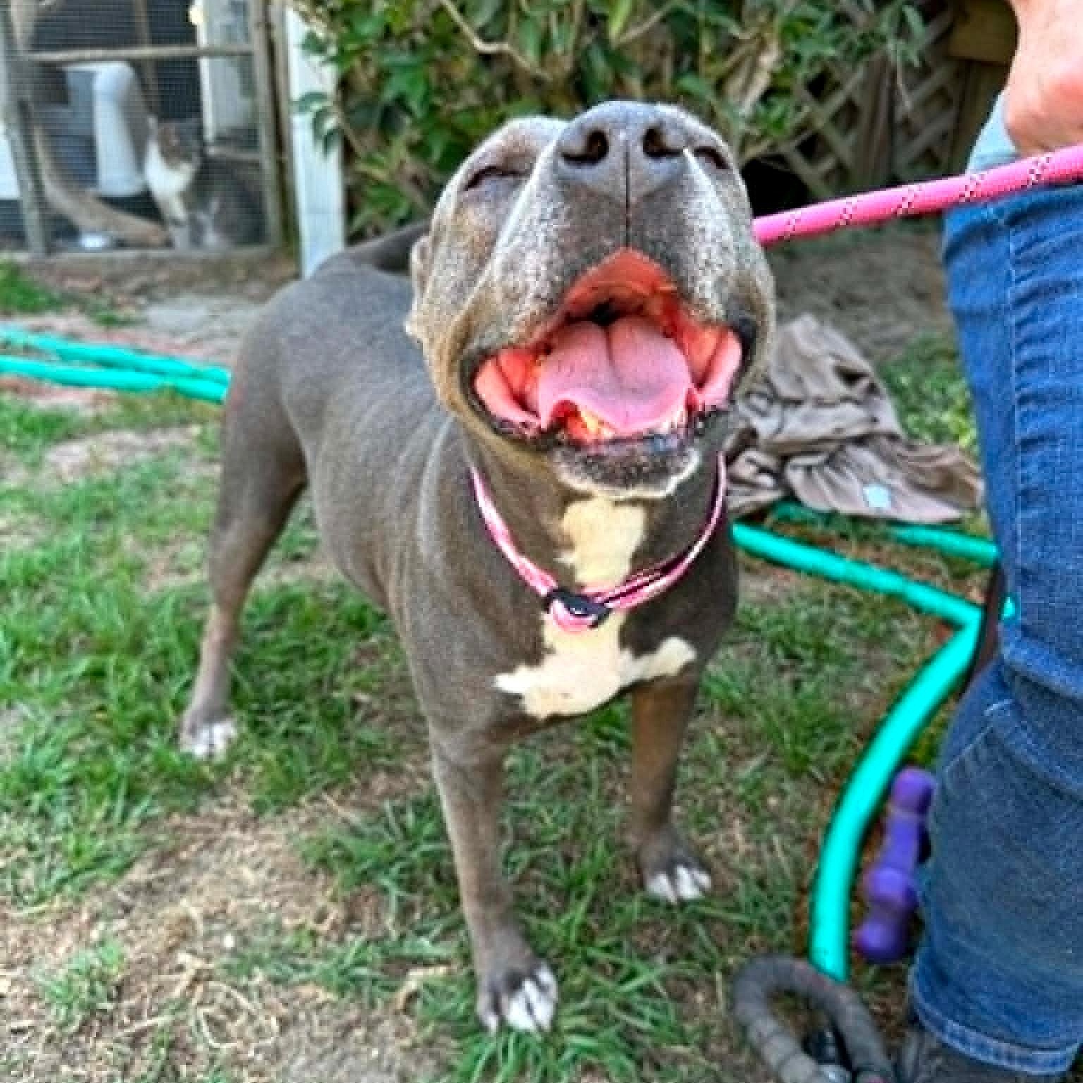 Enlarge Just Jane, a ADOPTABLE Staffordshire Bull Terrier in Reston, VA image 4/4