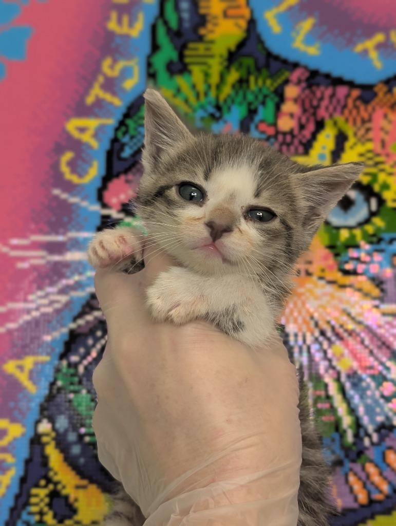 Your Majesty, Prince Egg, Adoptable, Kitten Male Domestic Short Hair.