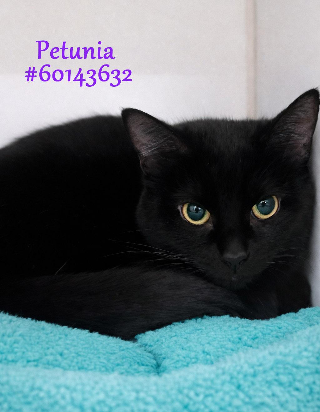 Enlarge Petunia , a ADOPTABLE Domestic Short Hair in Wilkes Barre, PA image 1/1