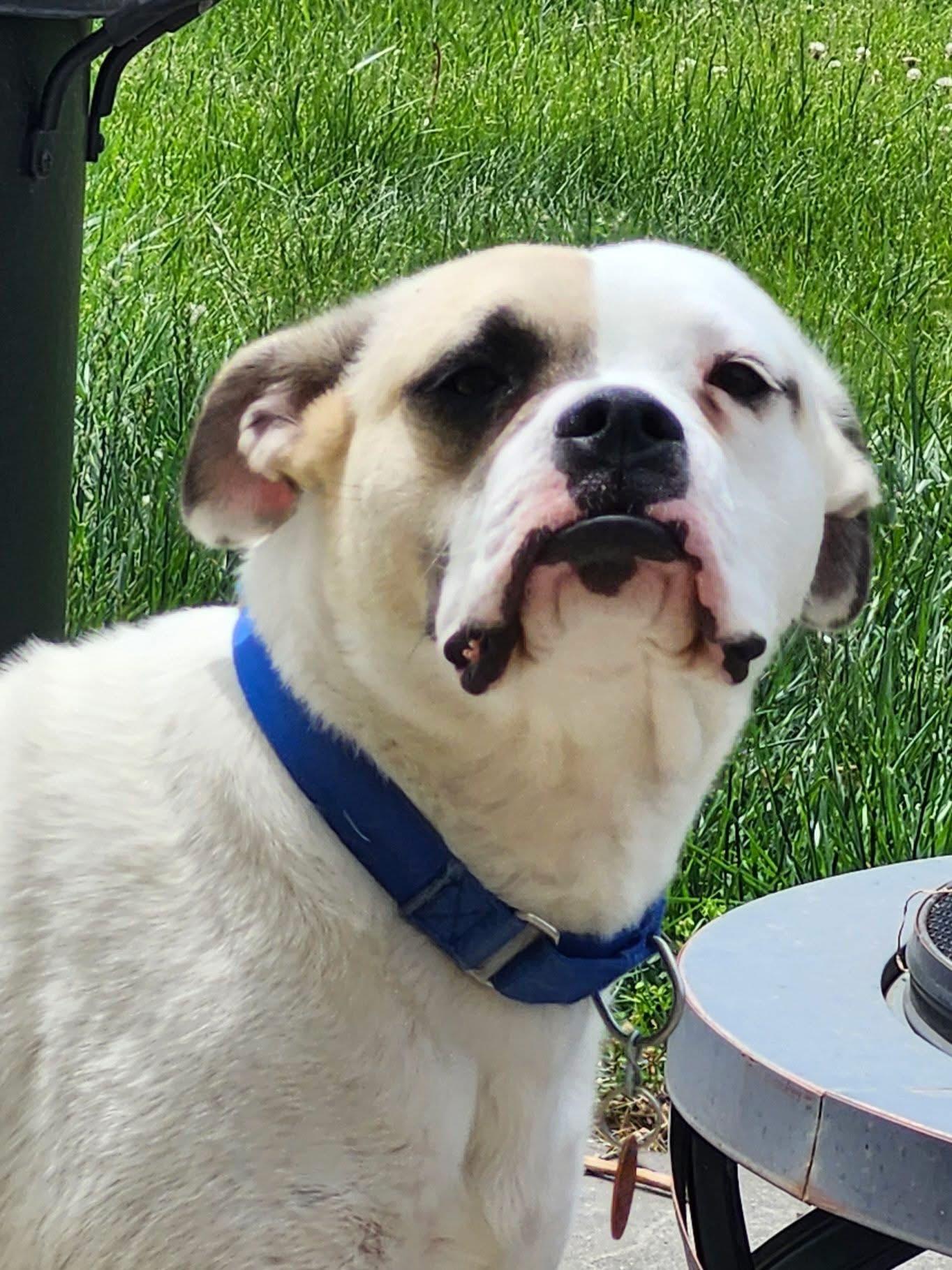 Enlarge Cheeto, a ADOPTABLE mixed breed in Manhattan, KS image 4/5