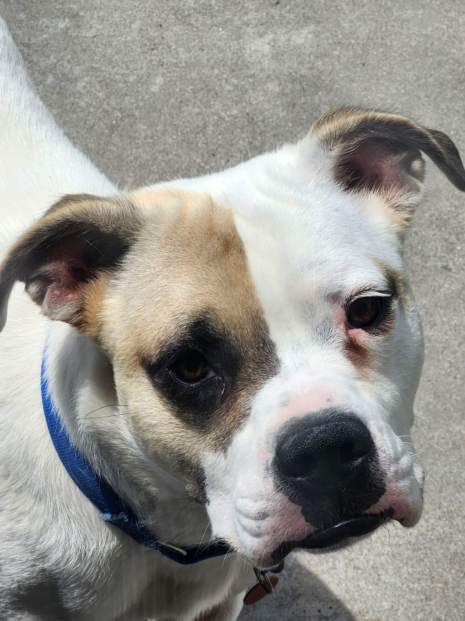 Cheeto, ADOPTABLE, Young Male Boxer.
