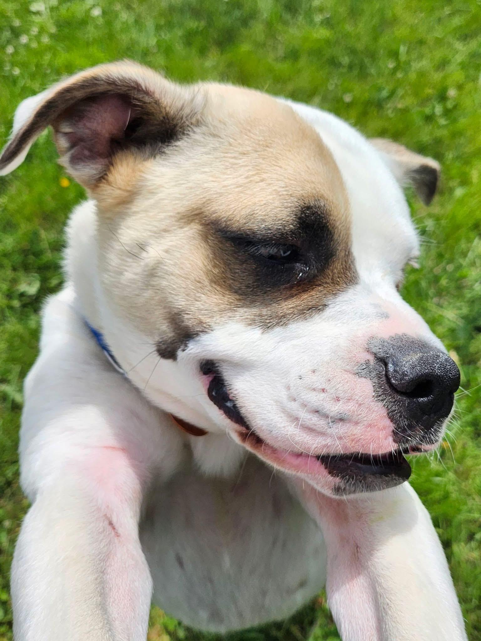 Enlarge Cheeto, a ADOPTABLE mixed breed in Manhattan, KS image 5/5