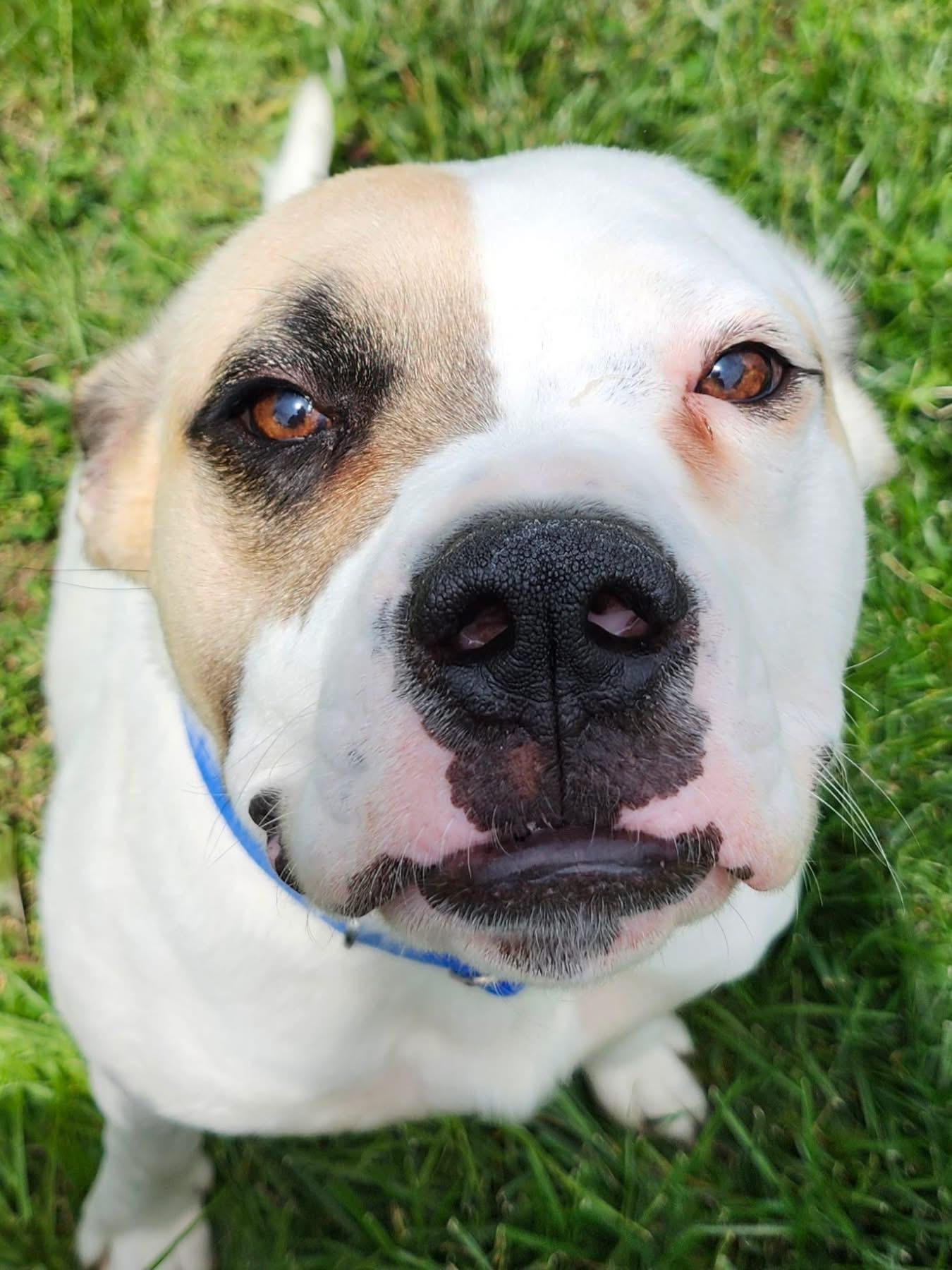 Enlarge Cheeto, a ADOPTABLE mixed breed in Manhattan, KS image 3/5