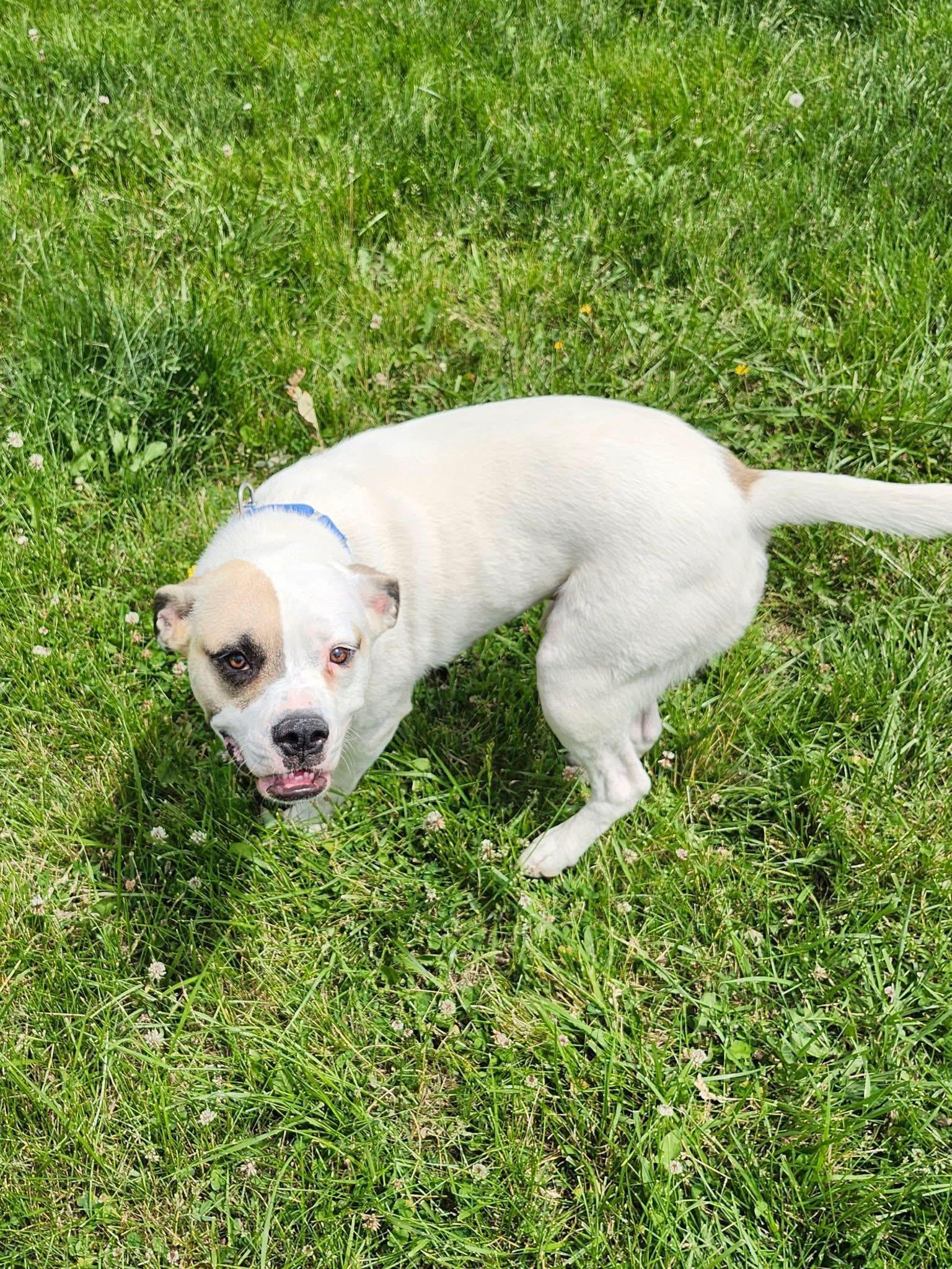 Enlarge Cheeto, a ADOPTABLE mixed breed in Manhattan, KS image 2/5