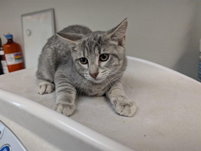 TRAIL, Adoptable, Kitten Female Domestic Short Hair.