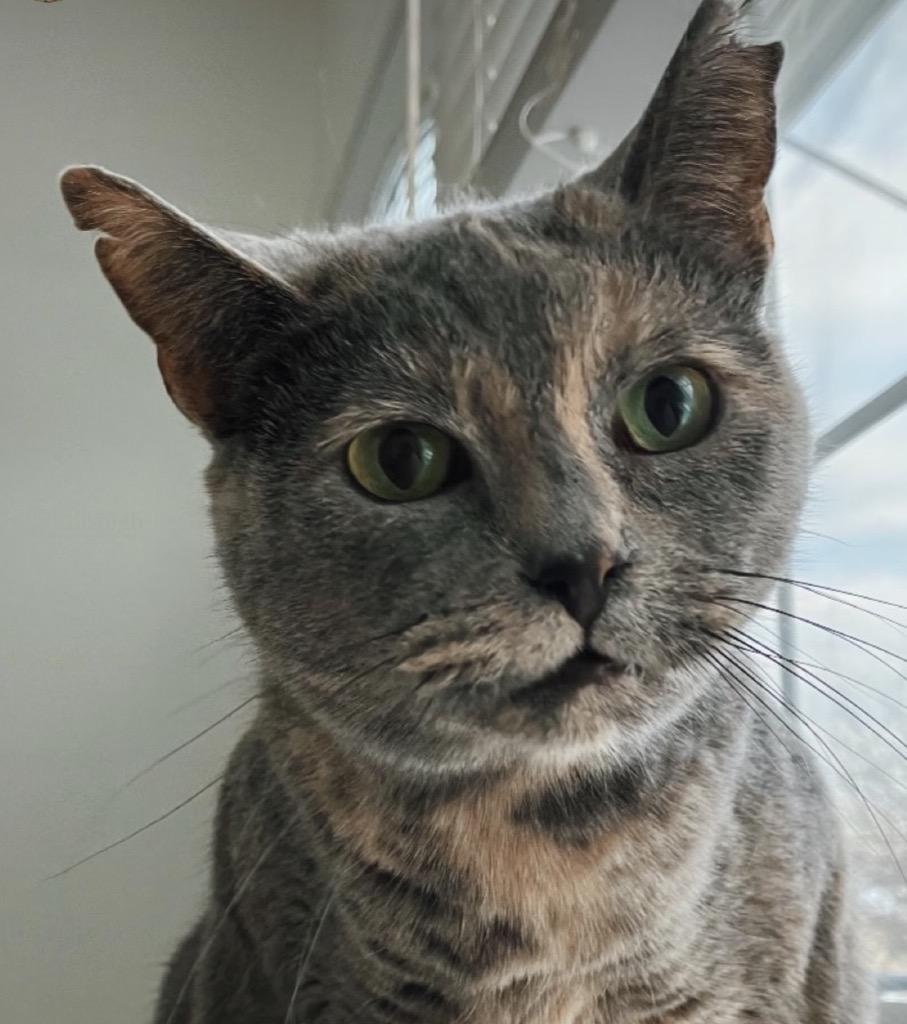 Enlarge Wanderlust, a Adoptable Domestic Short Hair in Alexandria, VA image 2/6