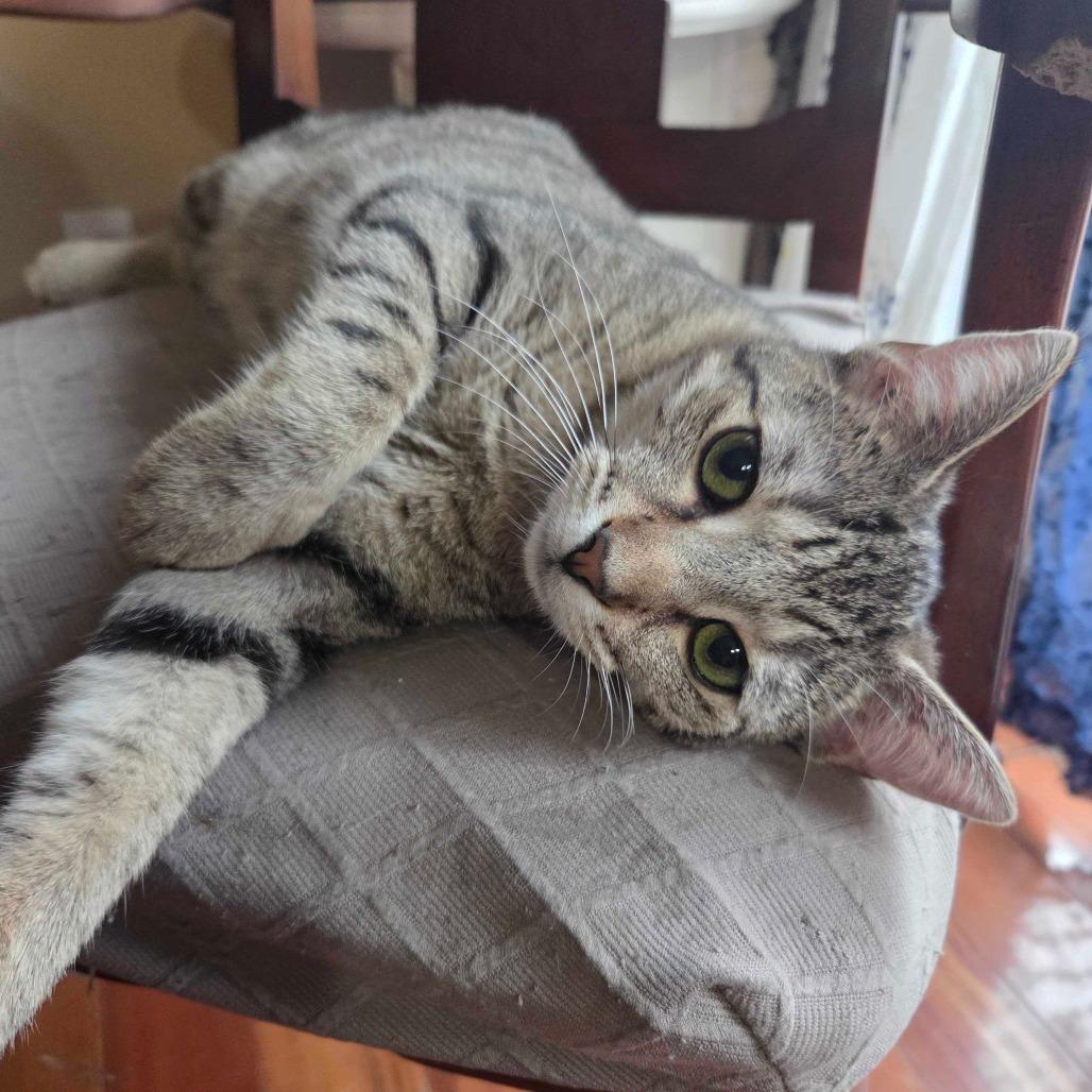 Halley, Adoptable, Young Female Domestic Short Hair.