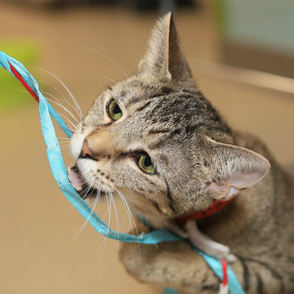 Enlarge Halley, a Adoptable Domestic Short Hair in Evansville, IN image 2/3