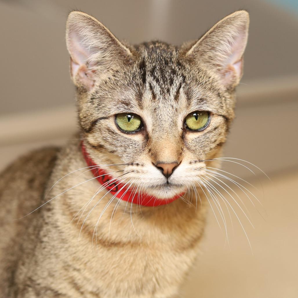 Enlarge Halley, a Adoptable Domestic Short Hair in Evansville, IN image 3/3