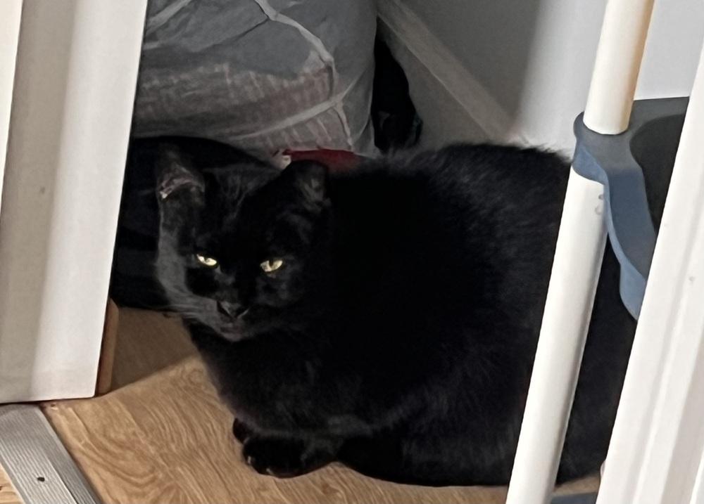 Rob, Adoptable, Adult Male Domestic Short Hair.