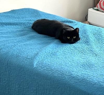 Rob, Adoptable, Adult Male Domestic Short Hair.