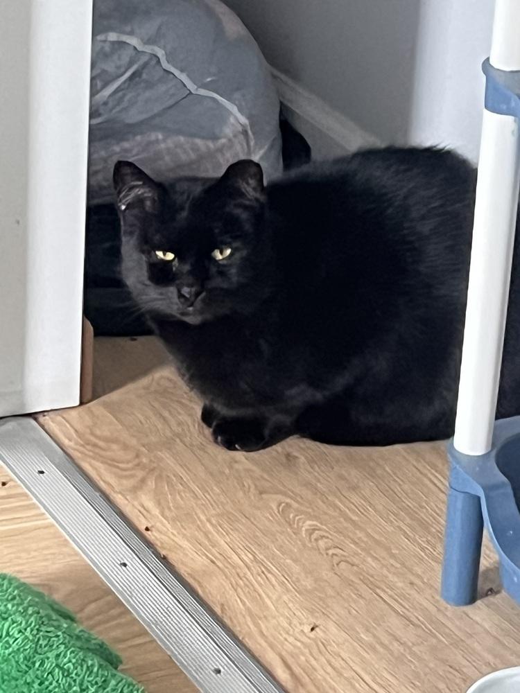 Enlarge Rob, a Adoptable Domestic Short Hair in East hartford, CT image 3/3