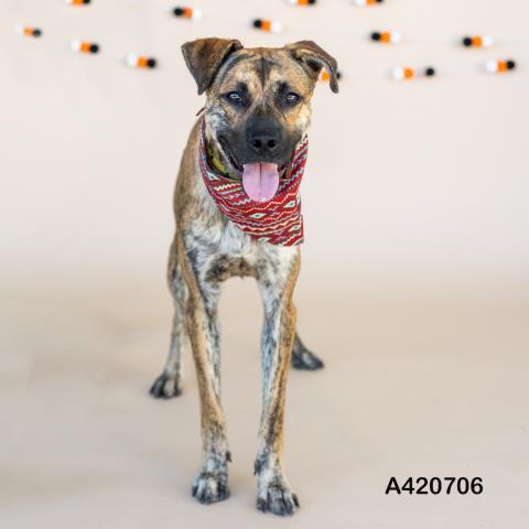 SPENCER, Adoptable, Adult Male Labrador Retriever & Mixed Breed.