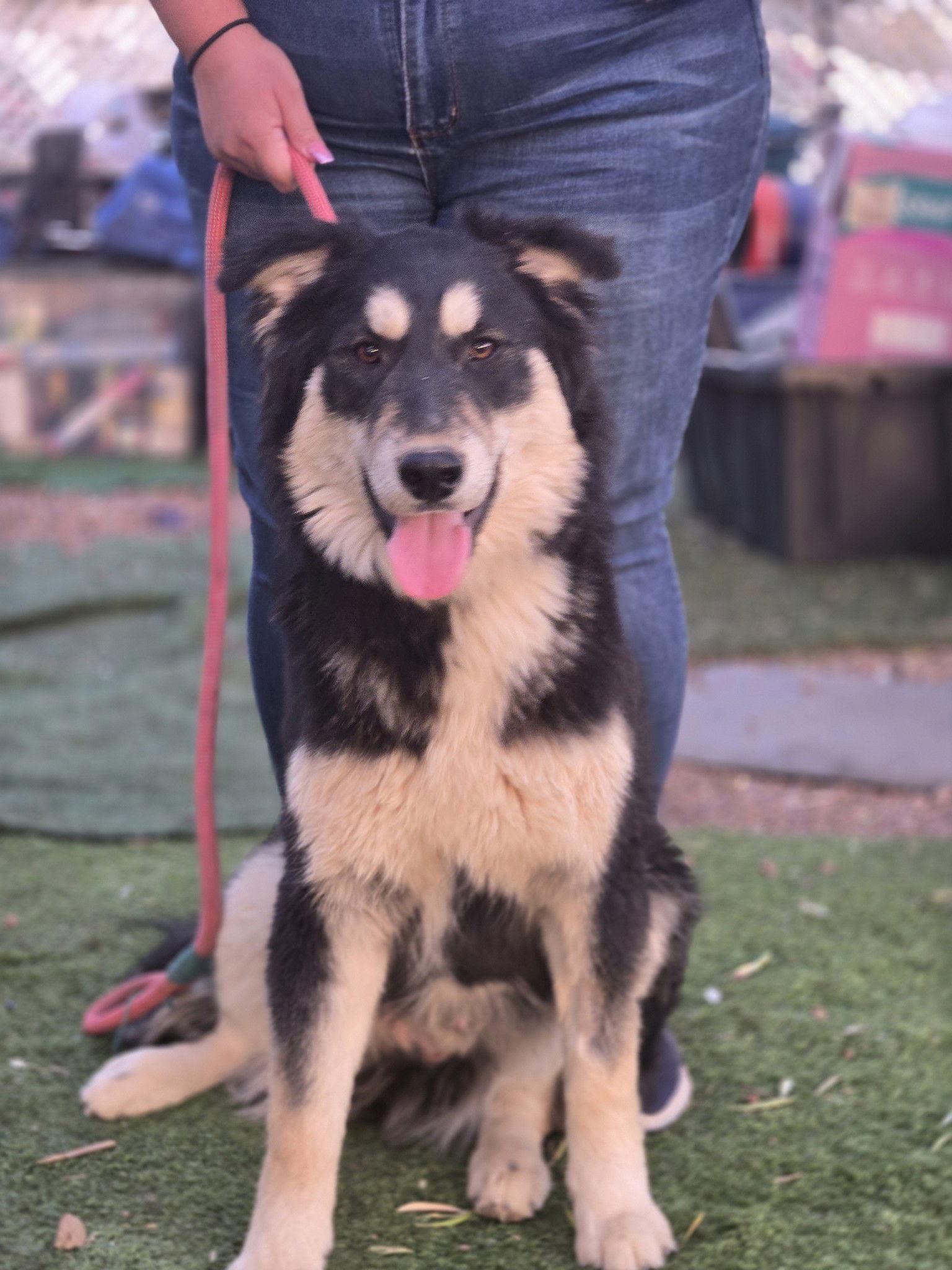 RUBBLE, Adopted, Young Male German Shepherd Dog & Husky.