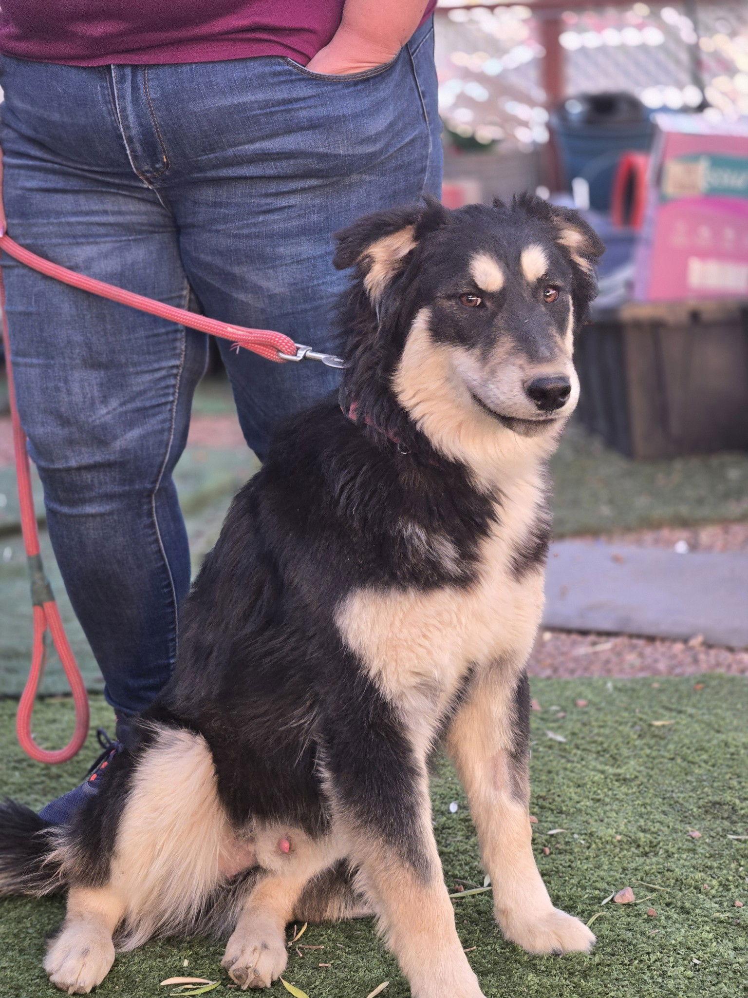 Enlarge RUBBLE, a Adopted mixed breed in Chandler, AZ image 2/3
