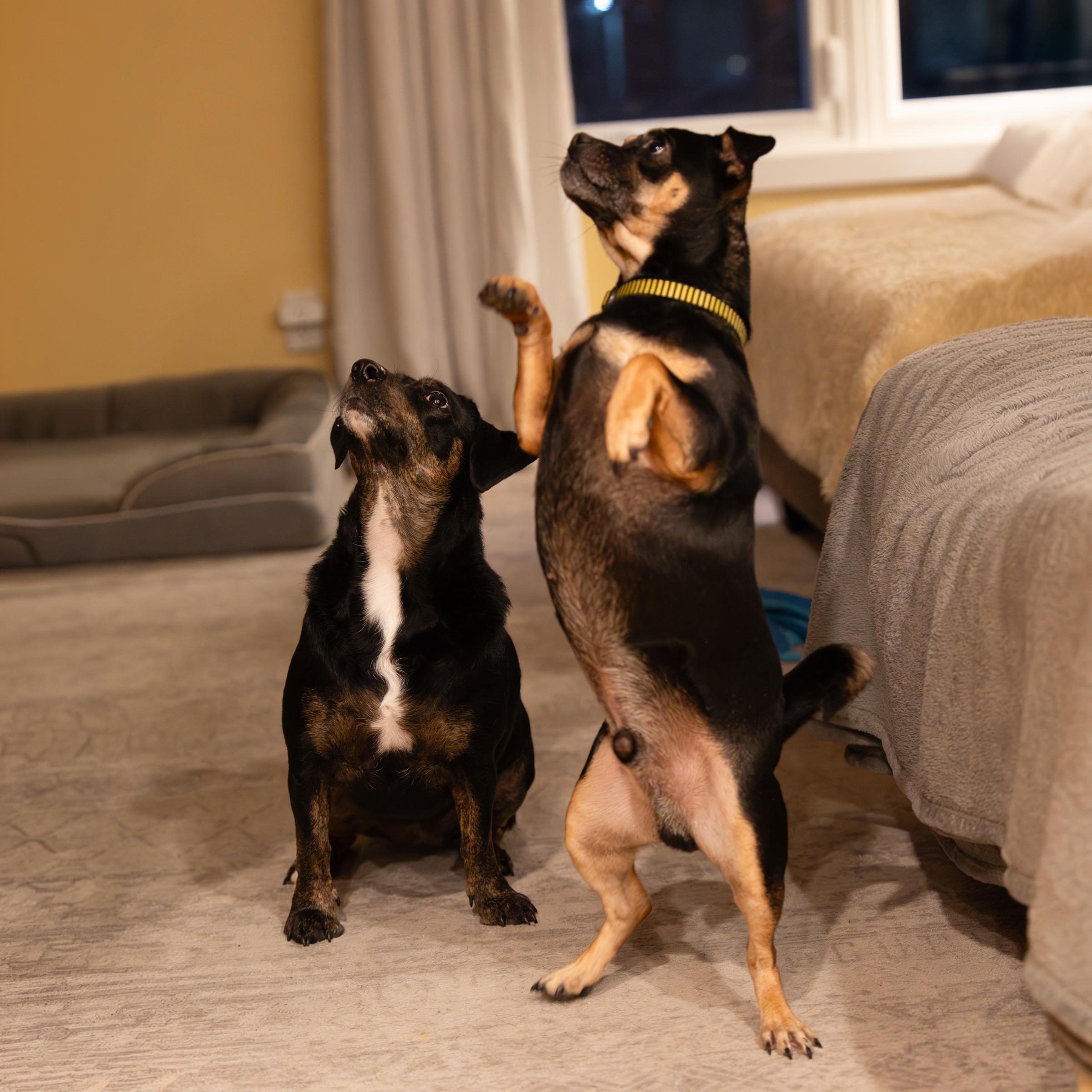Enlarge Rocky, an adoptable mixed breed in Calgary, AB image 2/5