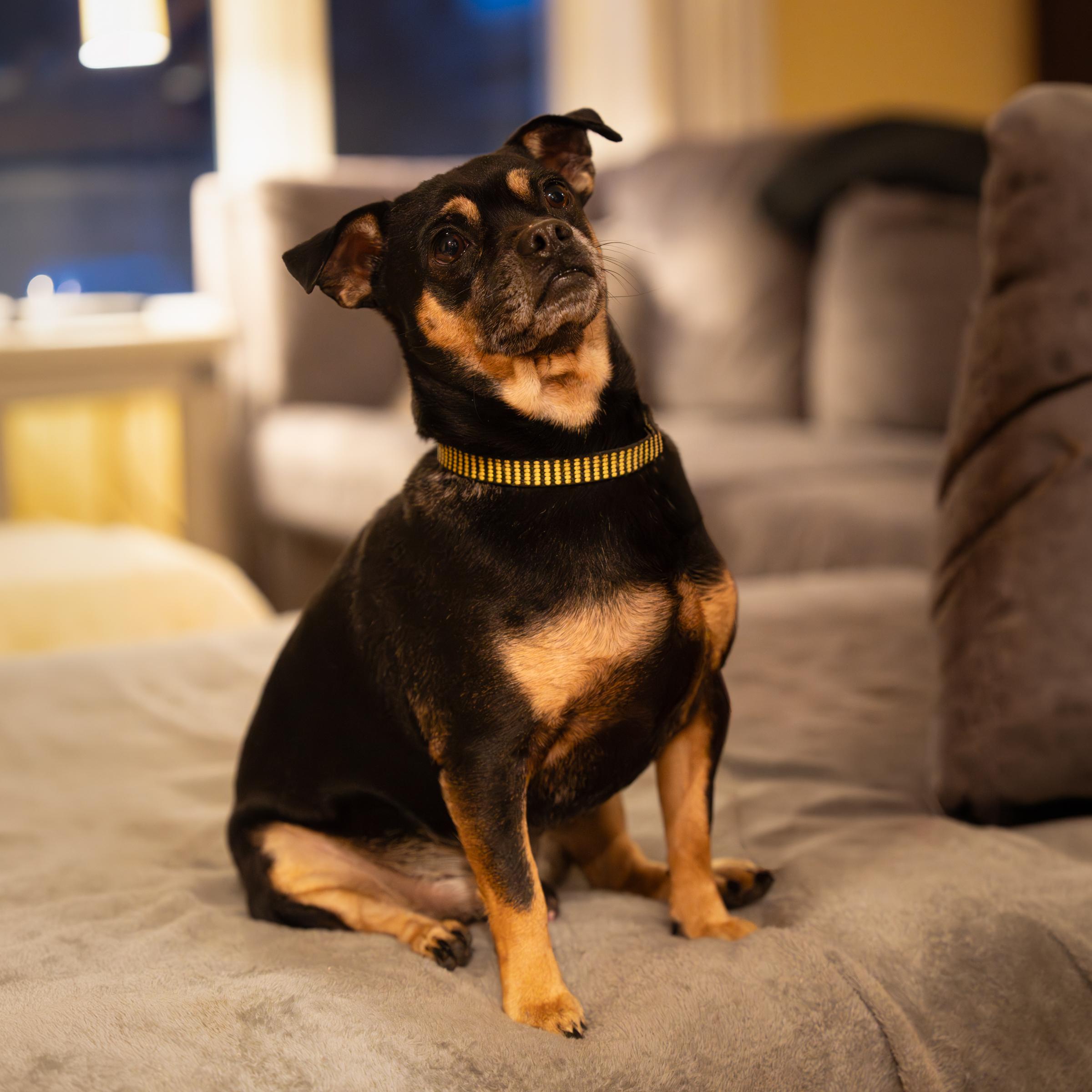 Rocky, adoptable, Adult Male Chihuahua & Pug.
