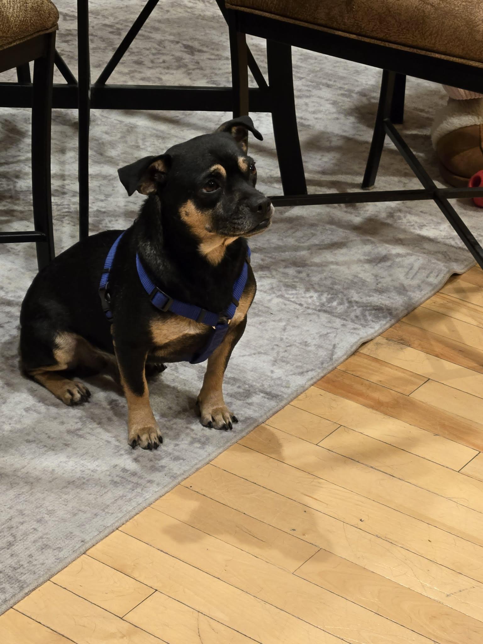 Enlarge Rocky, an adoptable mixed breed in Calgary, AB image 5/5