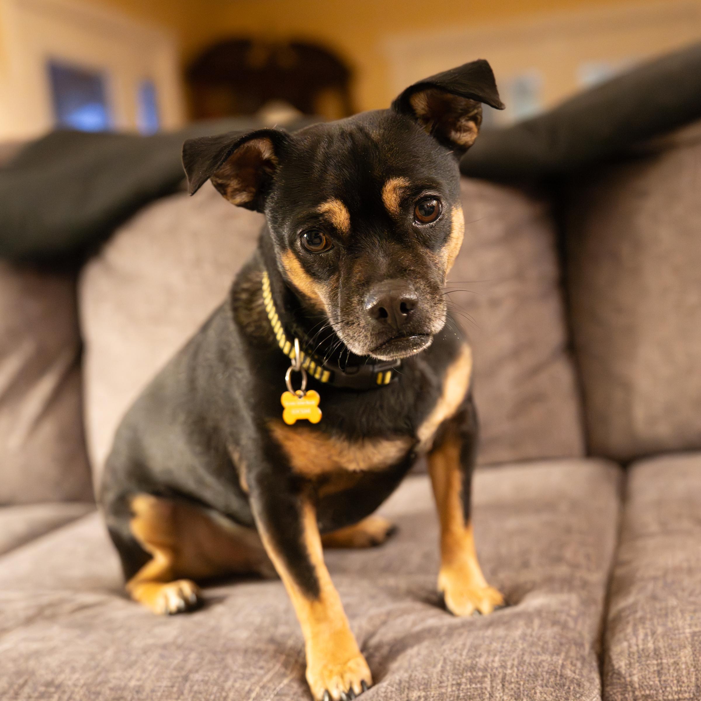 Enlarge Rocky, an adoptable mixed breed in Calgary, AB image 4/5