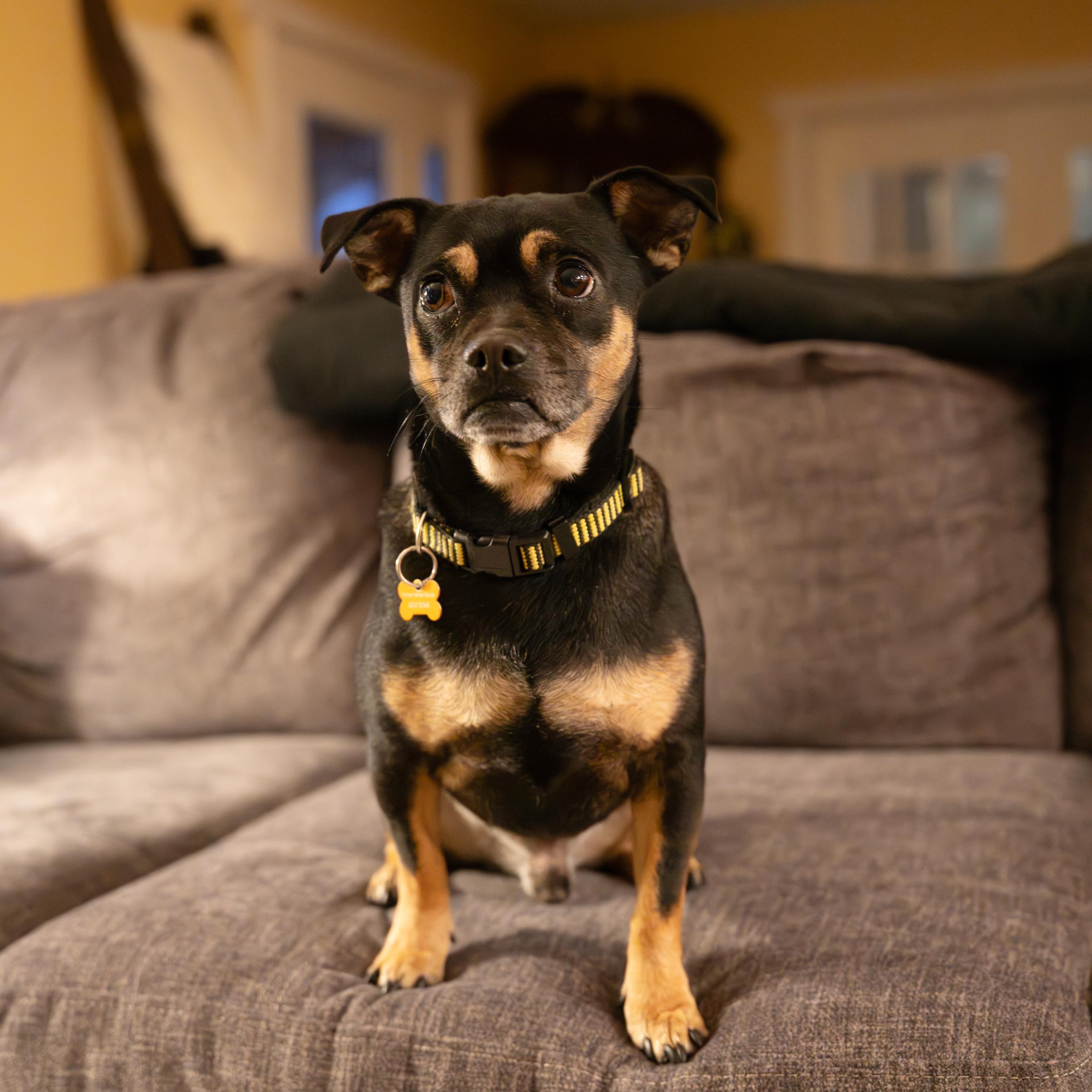 Enlarge Rocky, an adoptable mixed breed in Calgary, AB image 3/5