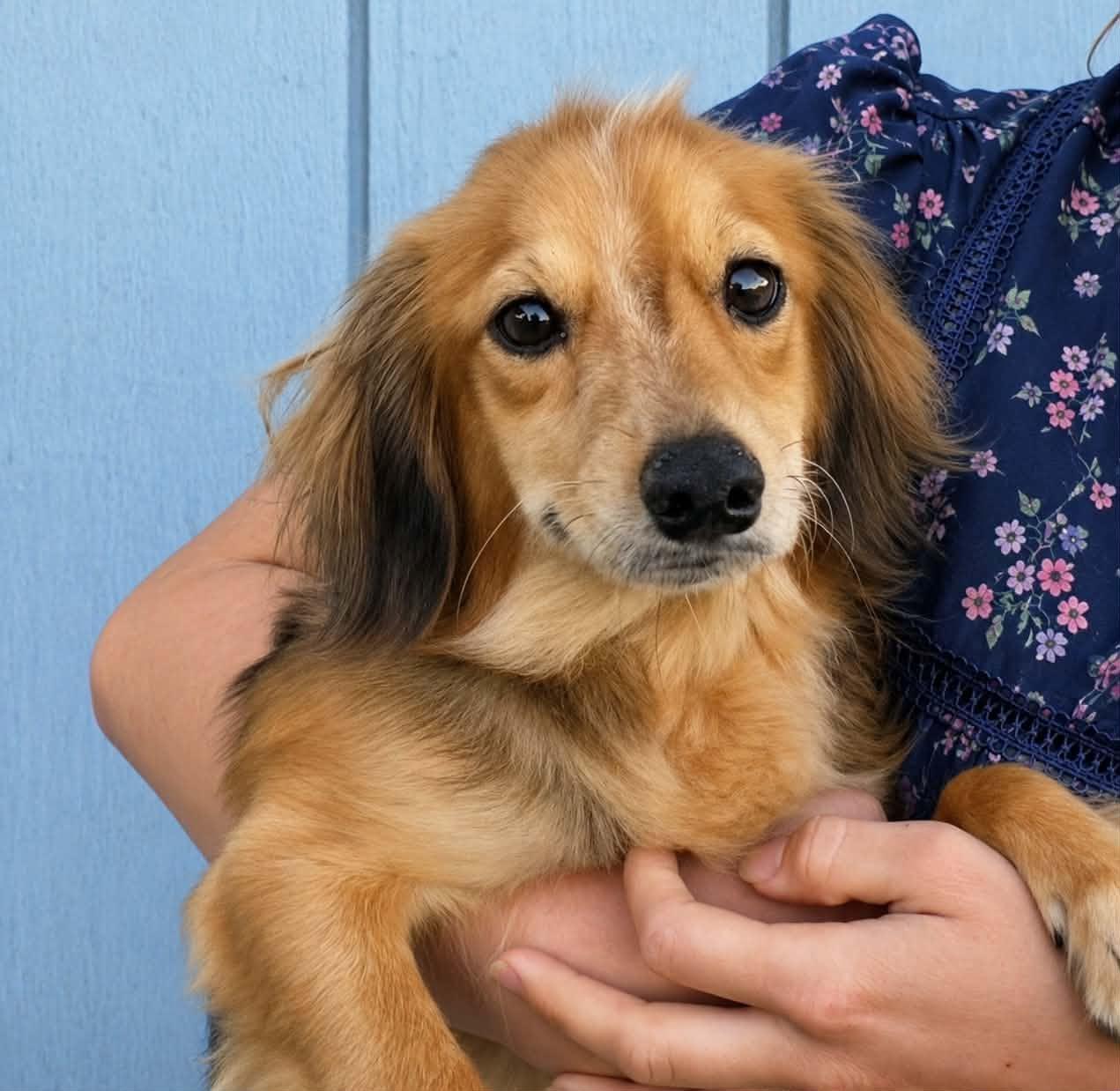 Enlarge Basil, a Adopted mixed breed in Mukwonago, WI image 1/1