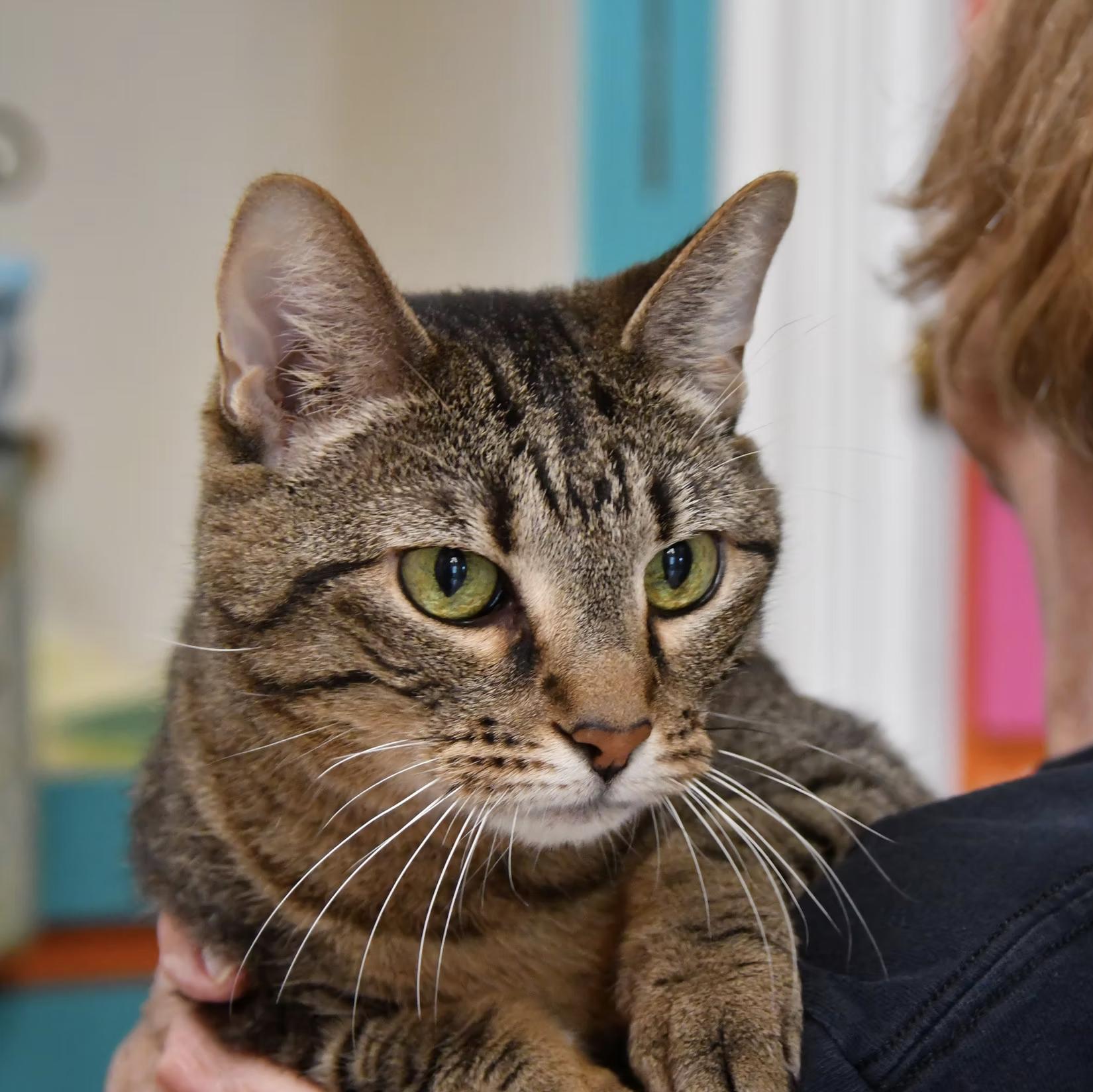 Sam, Adult Female Domestic Short Hair