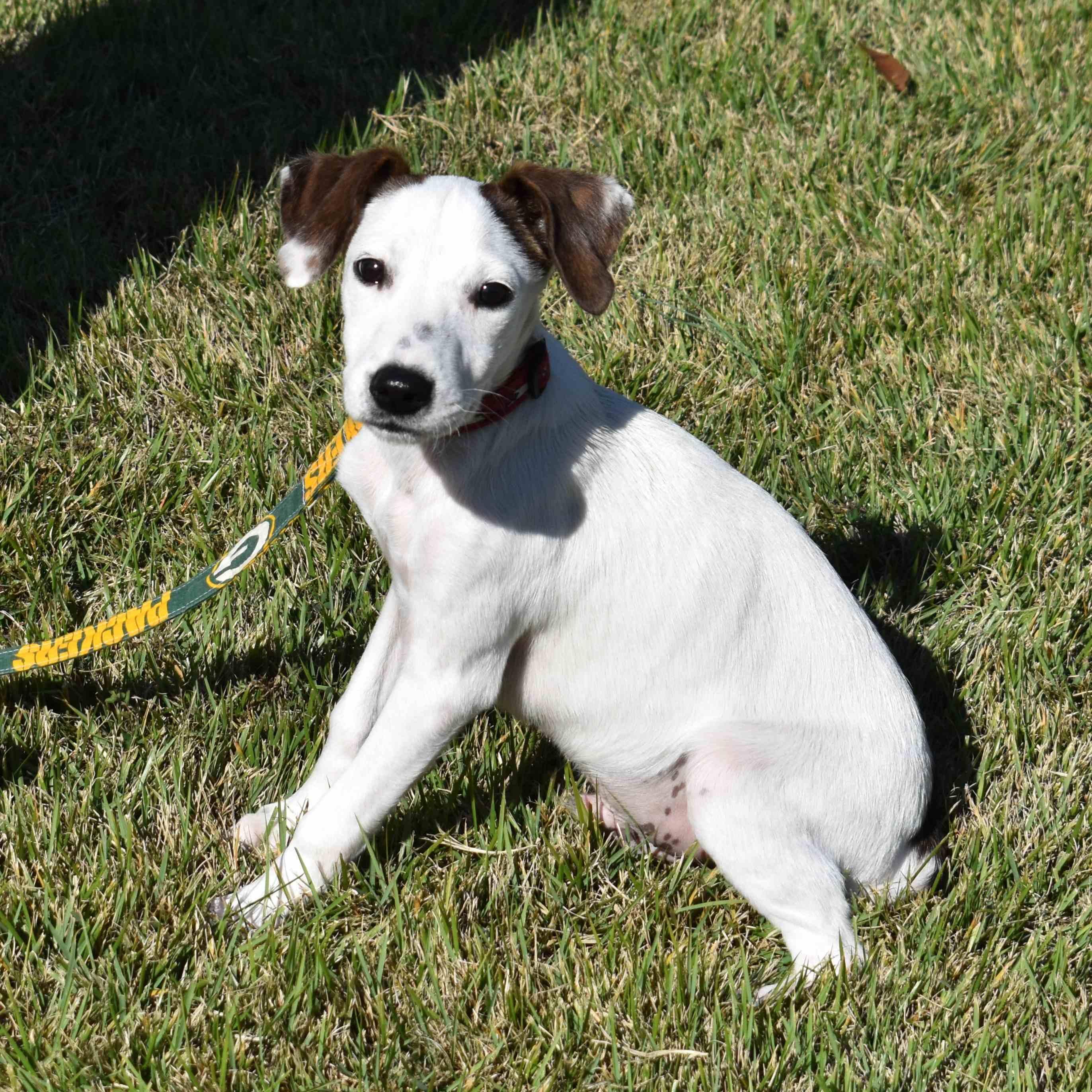 Jacob, a Adoptable Mixed Breed in Searcy, AR image 5/6