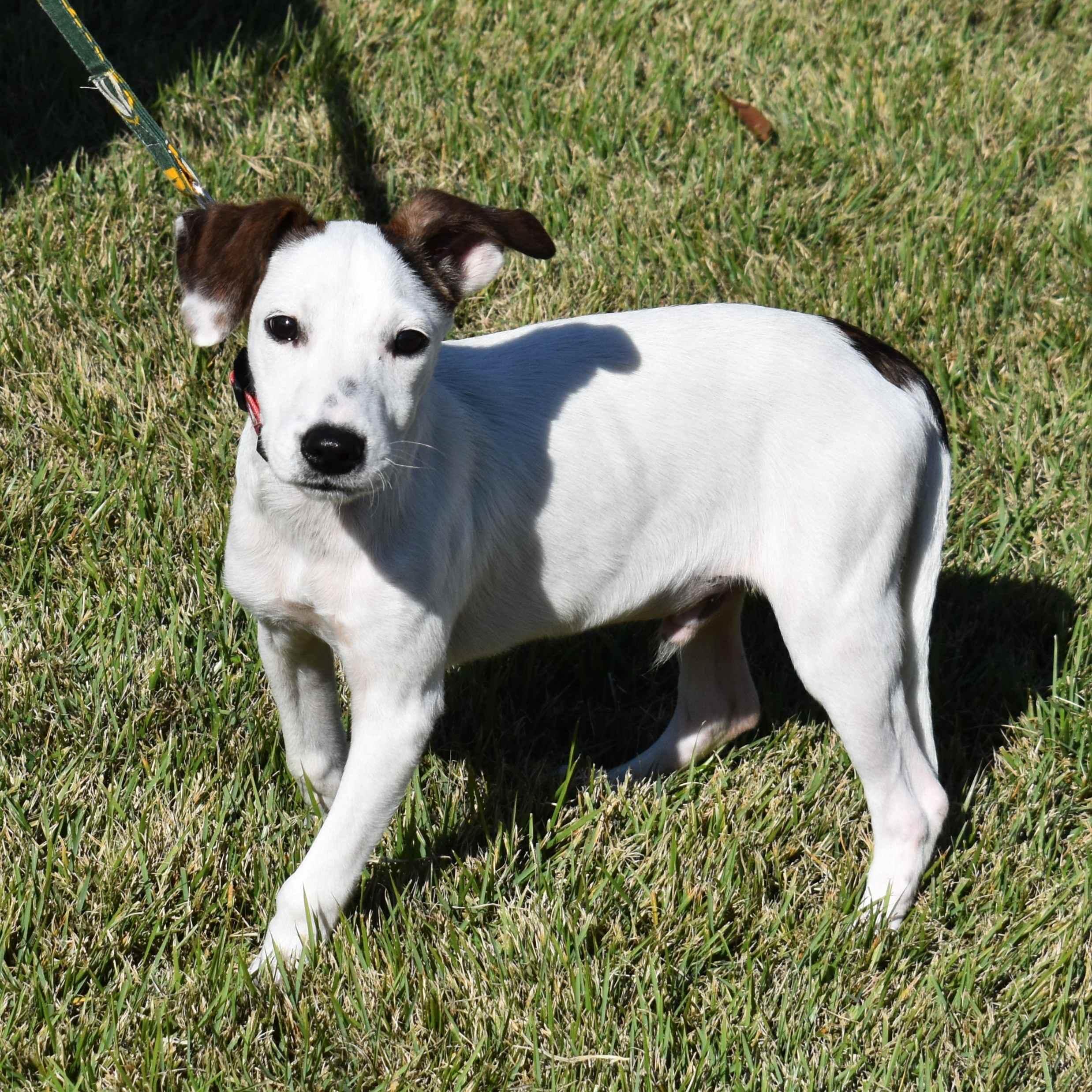 Jacob, a Adoptable Mixed Breed in Searcy, AR image 1/6