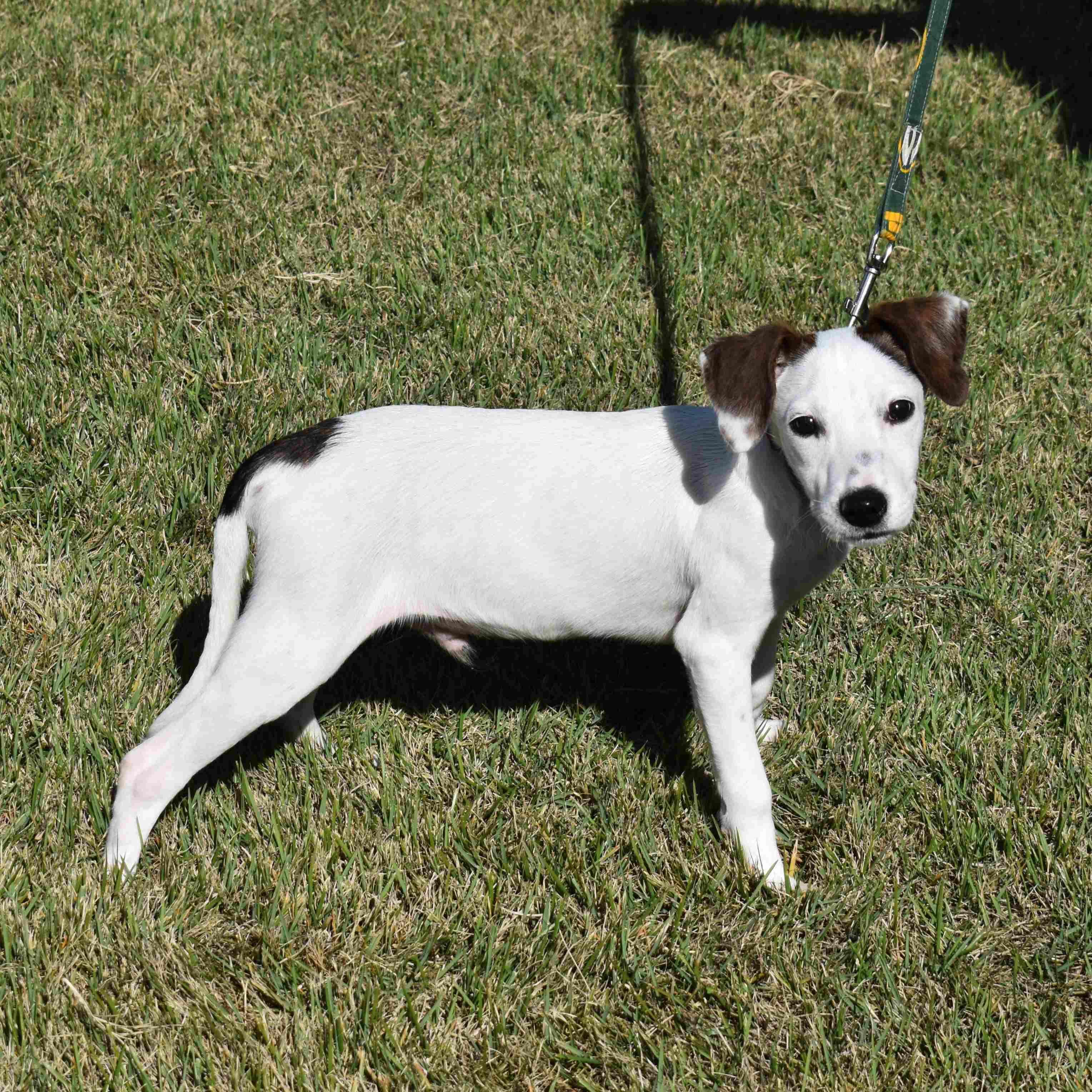 Jacob, a Adoptable Mixed Breed in Searcy, AR image 6/6