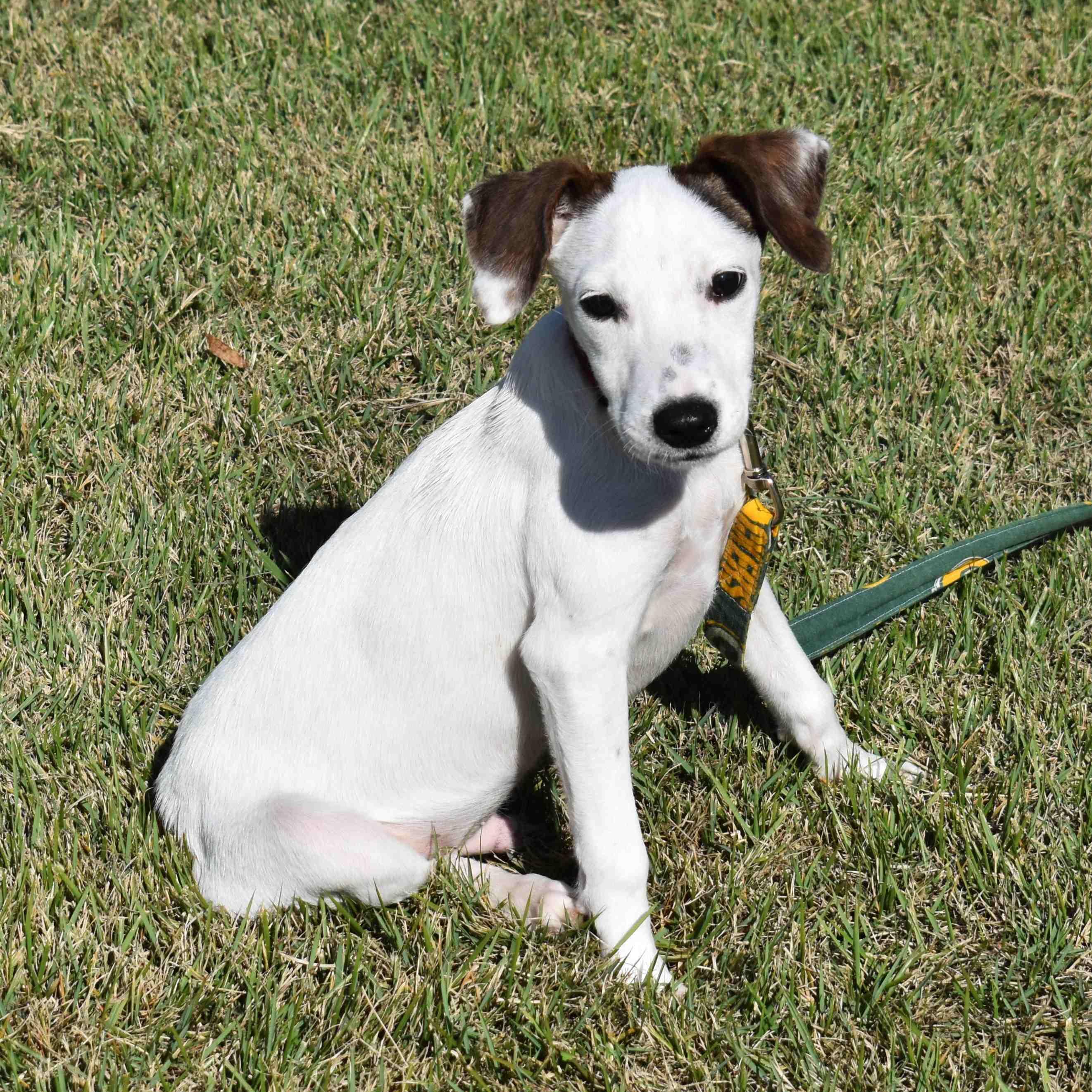 Jacob, a Adoptable Mixed Breed in Searcy, AR image 3/6