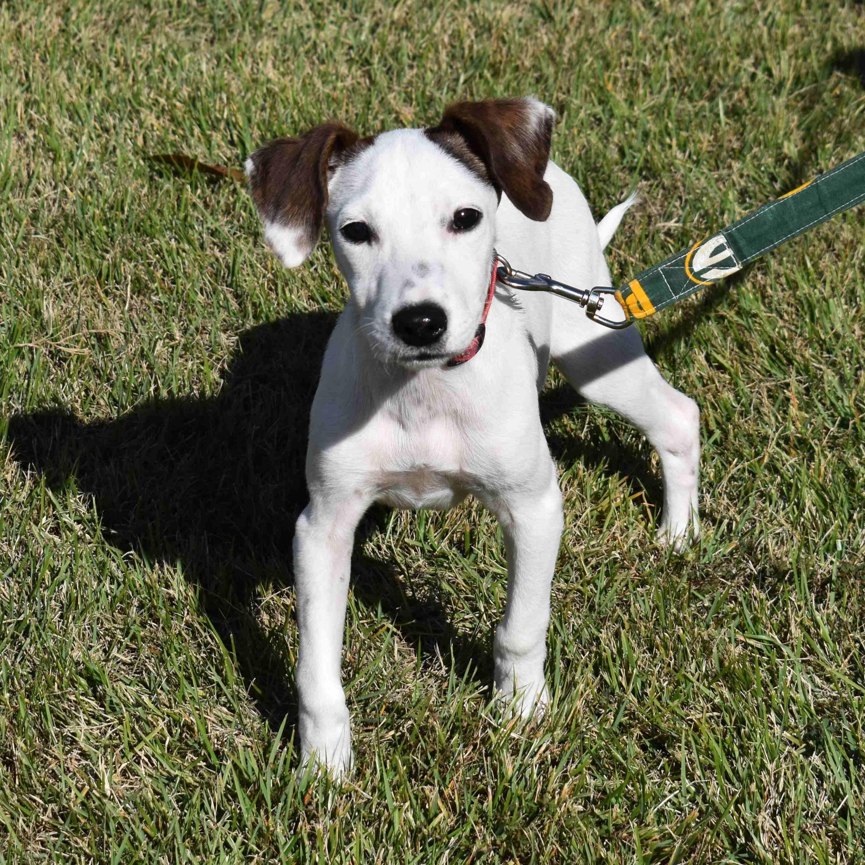 Jacob, a Adoptable Mixed Breed in Searcy, AR image 4/6