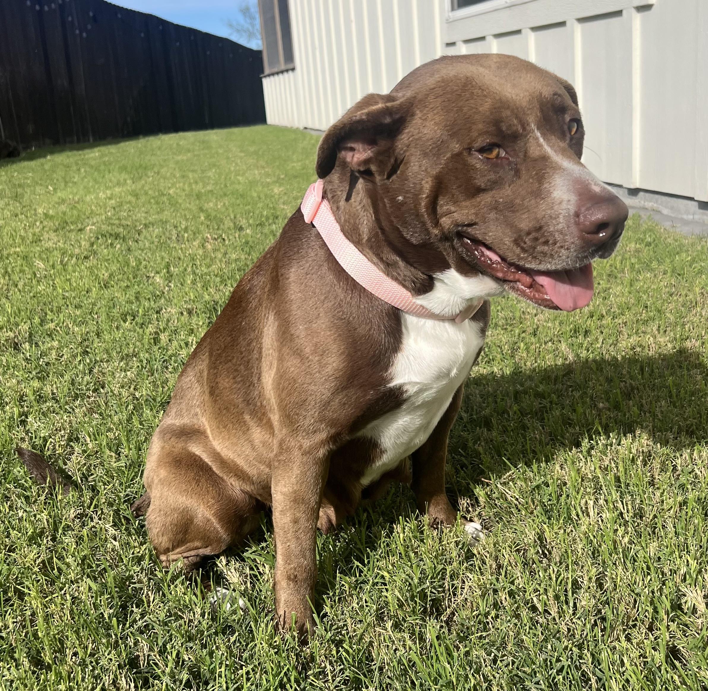 Enlarge Rosie, a Adoptable mixed breed in Erie, PA image 1/6