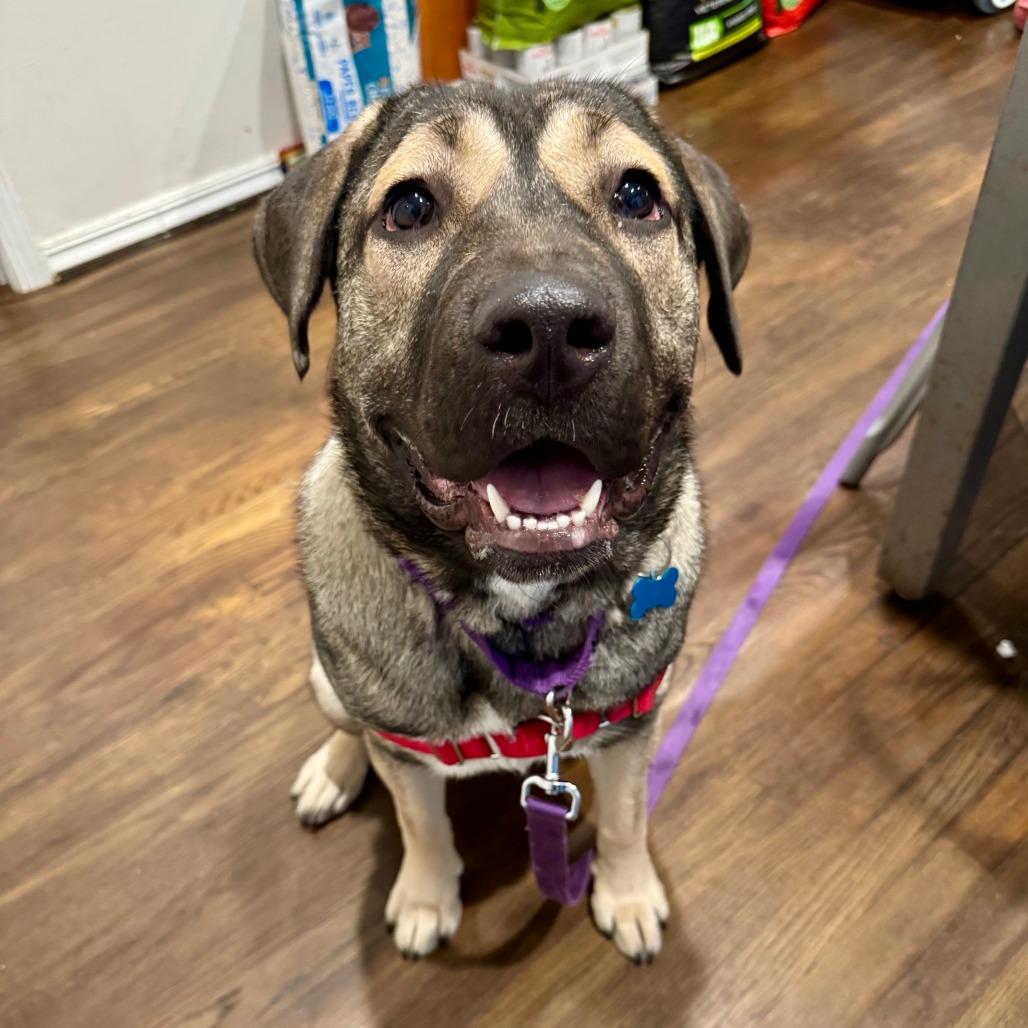 Tangerine, Adoptable, Young Female Anatolian Shepherd & Shepherd.