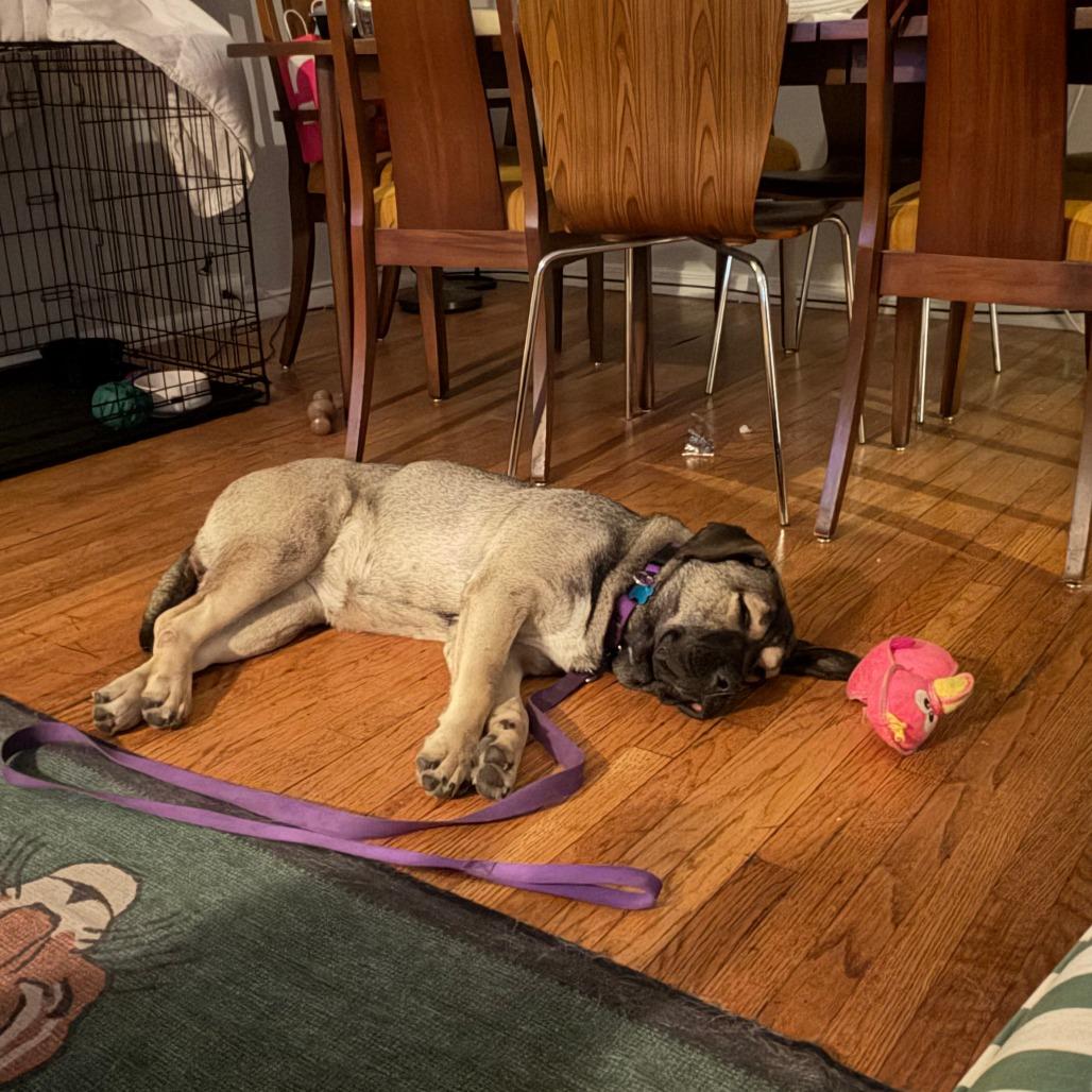 Enlarge Tangerine, a Adoptable mixed breed in Chicago, IL image 2/5