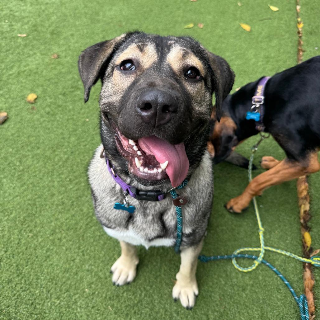 Enlarge Tangerine, a Adoptable mixed breed in Chicago, IL image 3/5