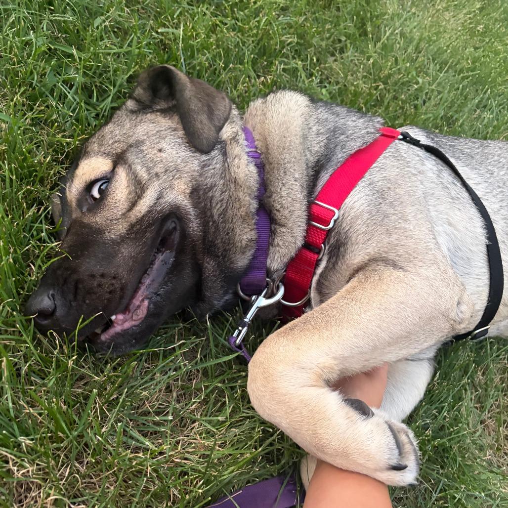 Enlarge Tangerine, a Adoptable mixed breed in Chicago, IL image 4/5