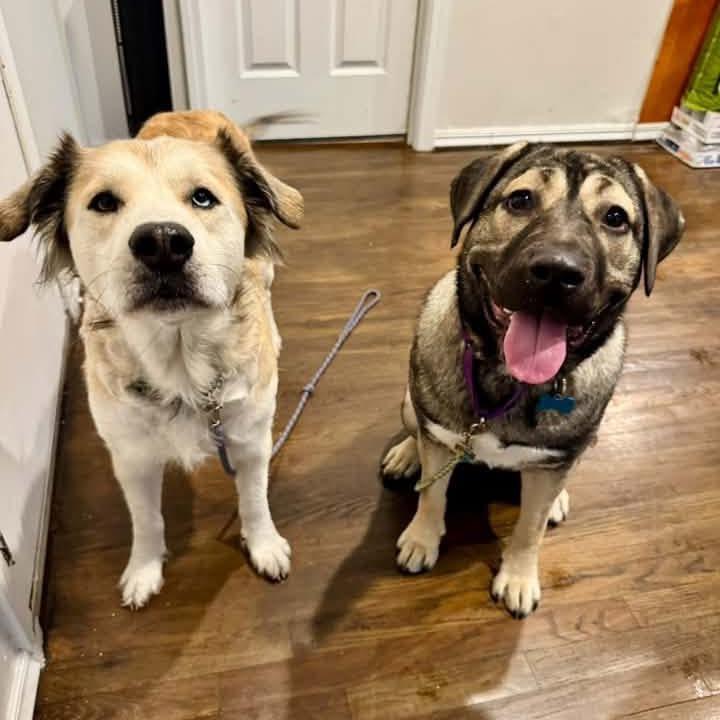 Enlarge Tangerine, a Adoptable mixed breed in Chicago, IL image 5/5