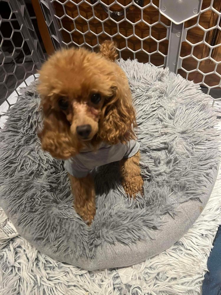 Poodle Toy - Fiyero, Adoptable, Adult Male Poodle.