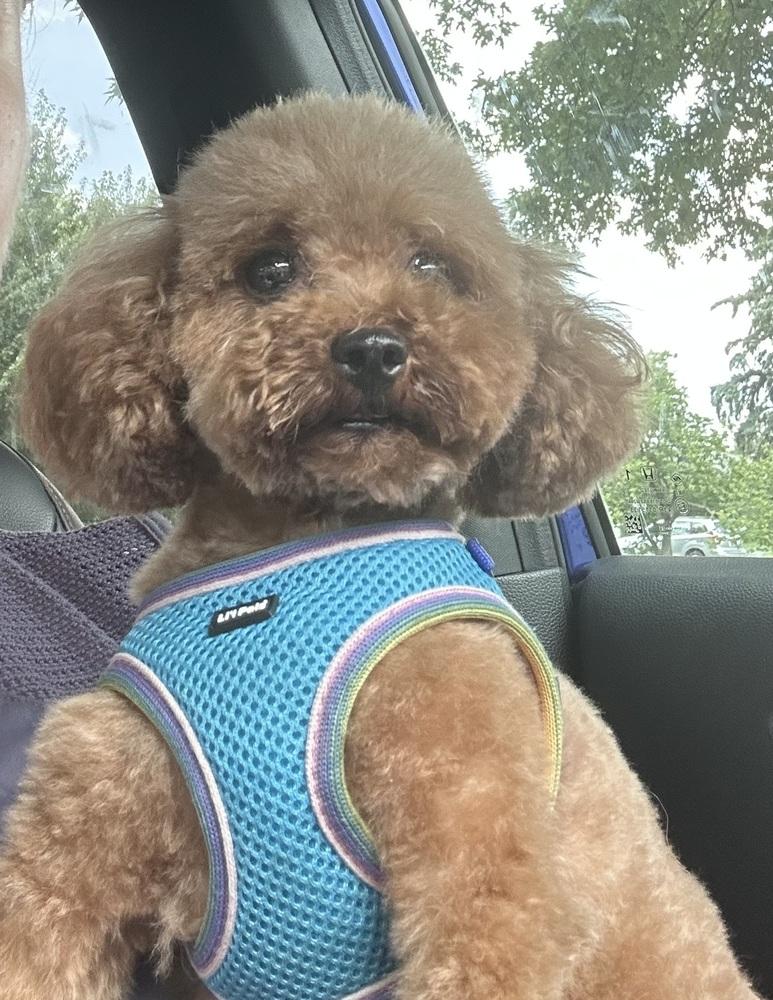 Poodle Toy - Fiyero, a Adoptable Poodle in Omaha, NE image 2/2