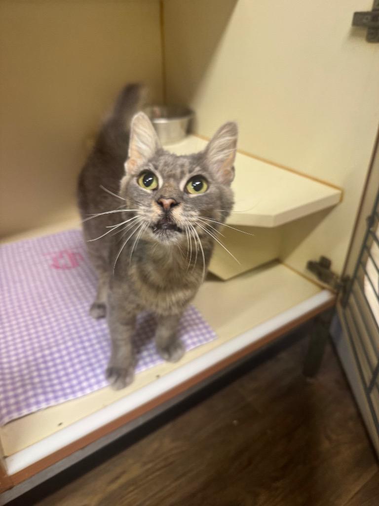 Loretta Lynn, Adoptable, Adult Female Domestic Medium Hair.