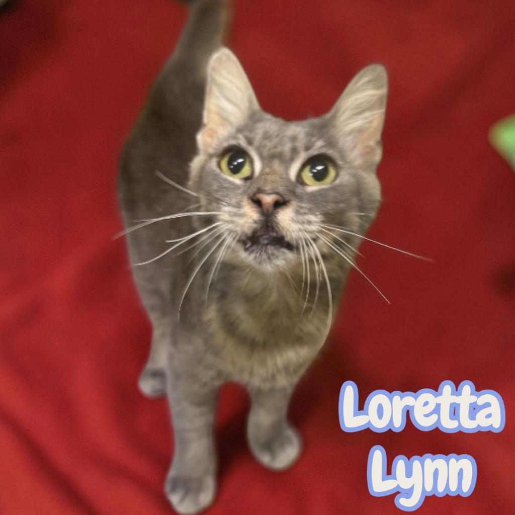 Enlarge Loretta Lynn, a Adoptable Domestic Medium Hair in Sorrento, LA image 2/3