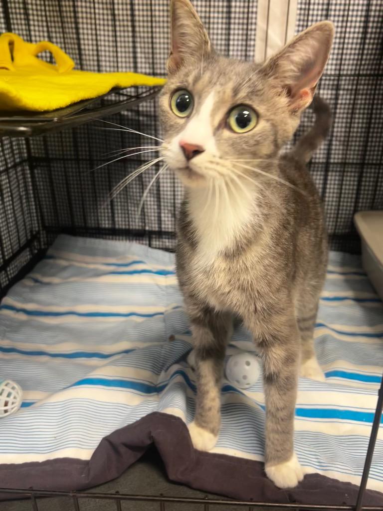Flip flop, Adoptable, Young Female Domestic Short Hair.
