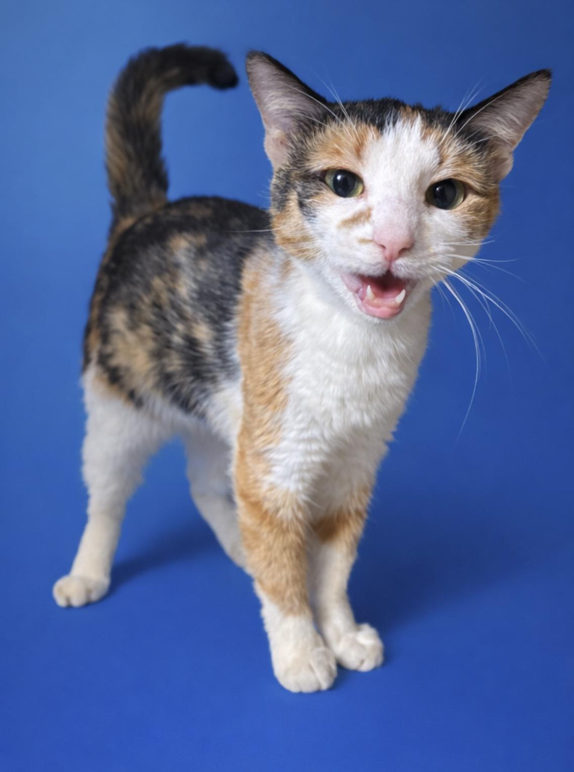 Kody, ADOPTABLE, Young Female Domestic Short Hair.