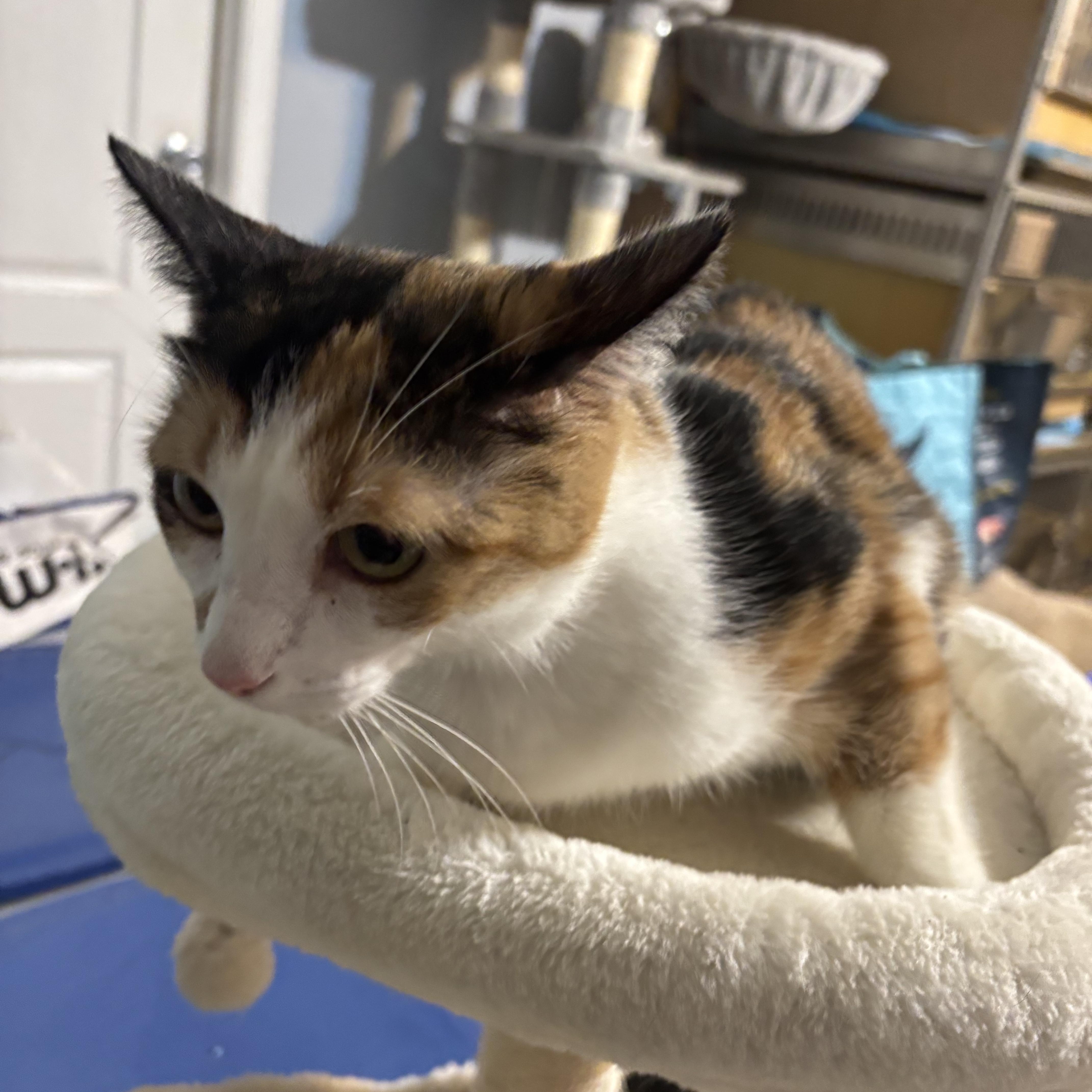 Enlarge Kody, a ADOPTABLE Domestic Short Hair in GREENVILLE, NC image 2/2