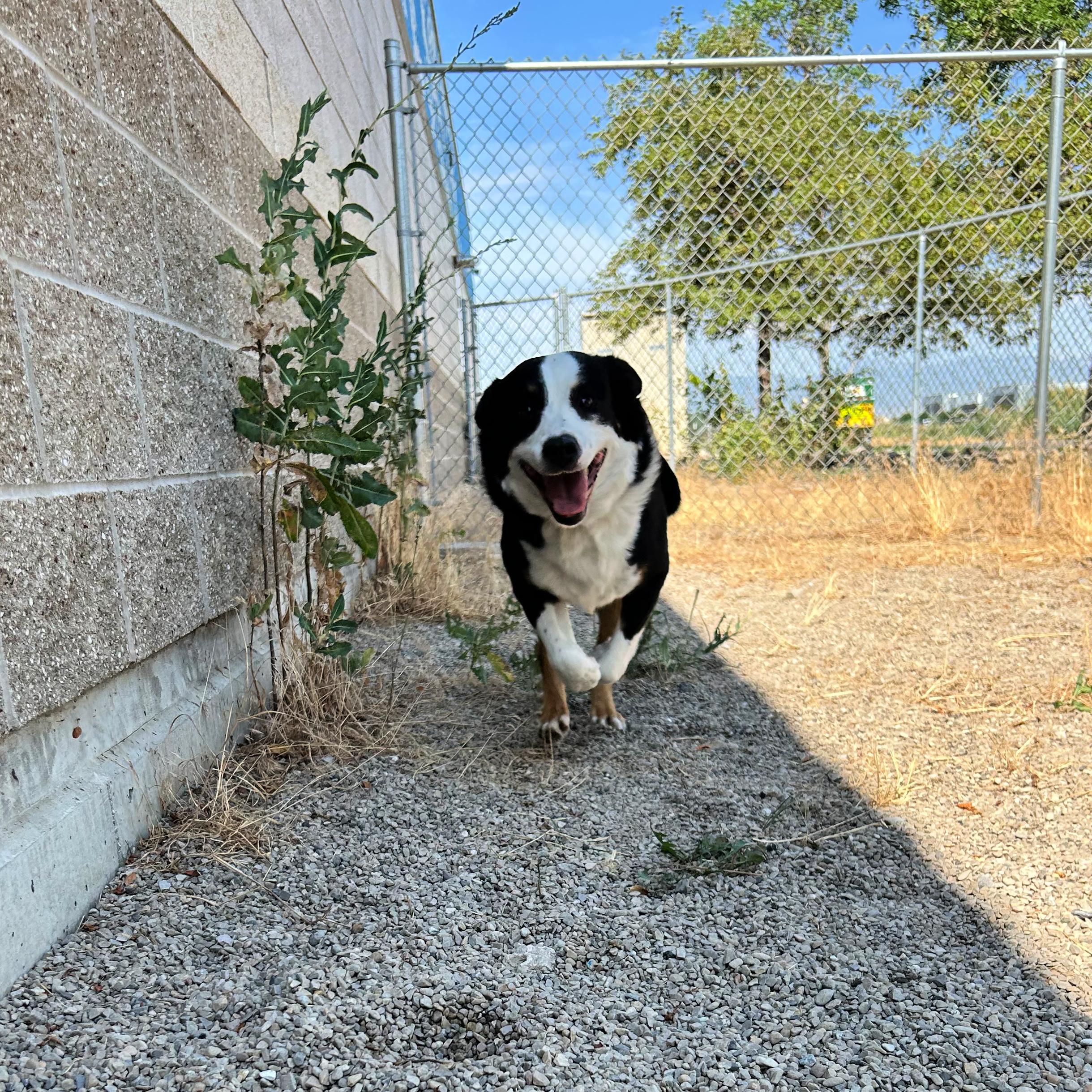 Bailey, a ADOPTABLE mixed breed in Lindon, UT image 3/5