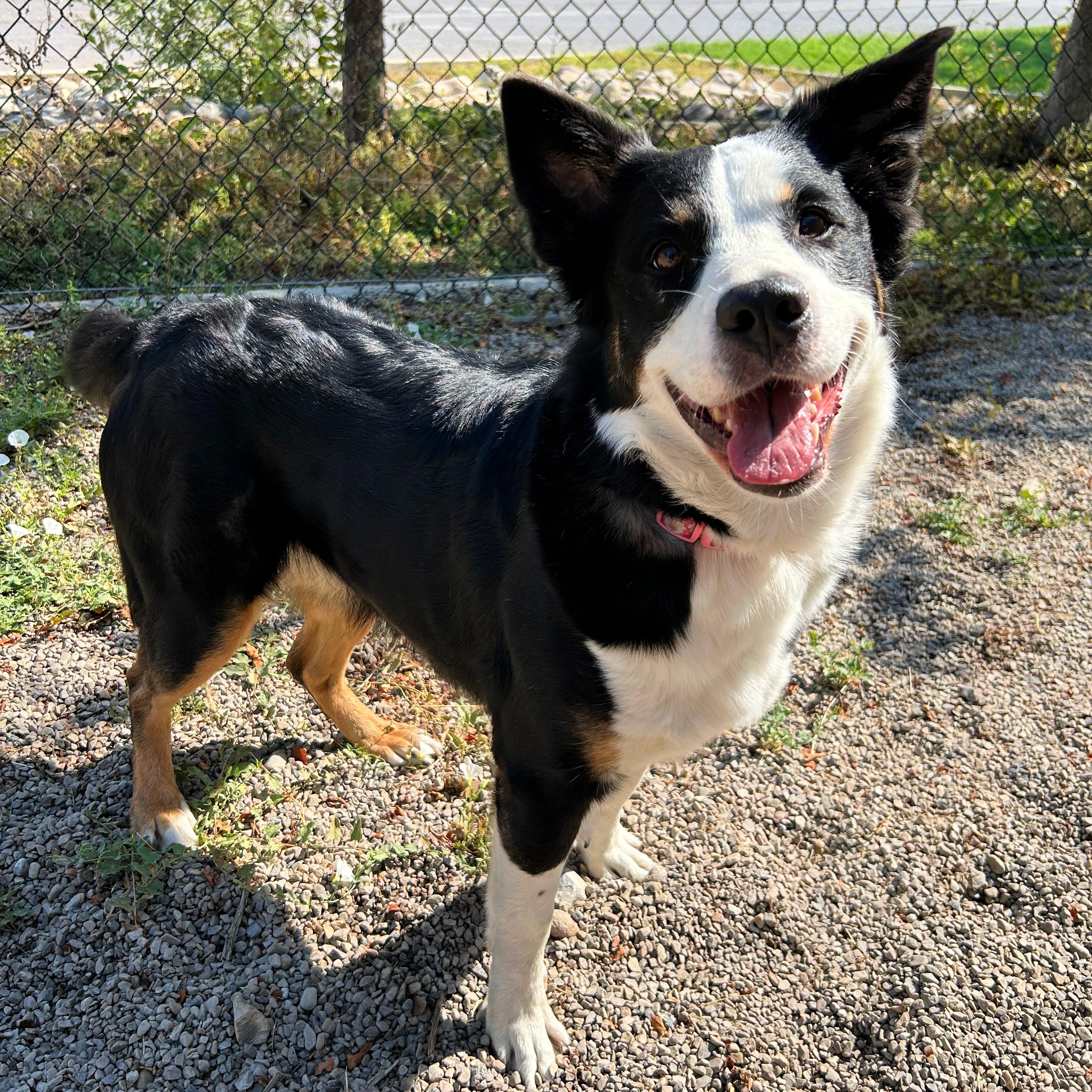 Bailey, a ADOPTABLE mixed breed in Lindon, UT image 1/5