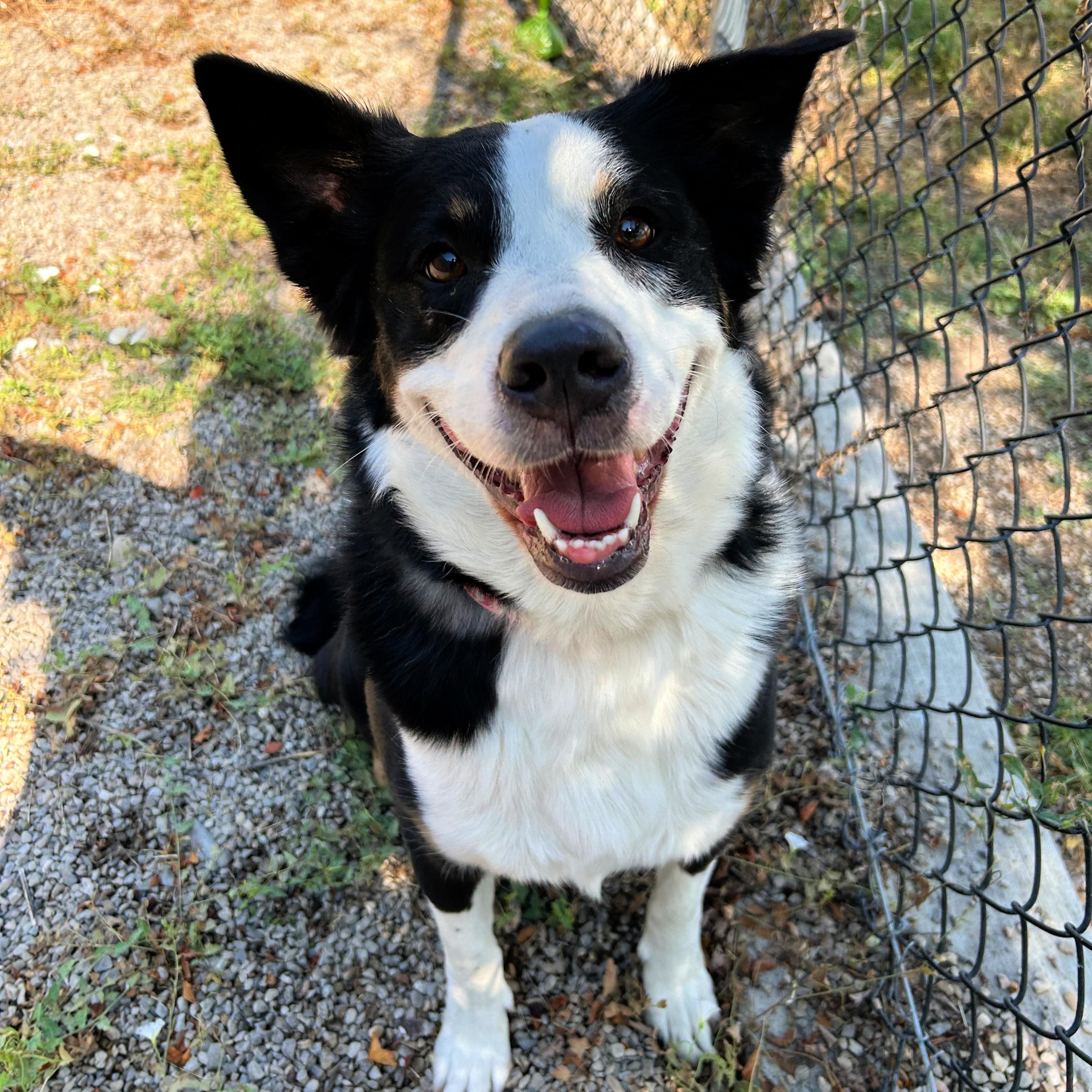 Bailey, a ADOPTABLE mixed breed in Lindon, UT image 5/5