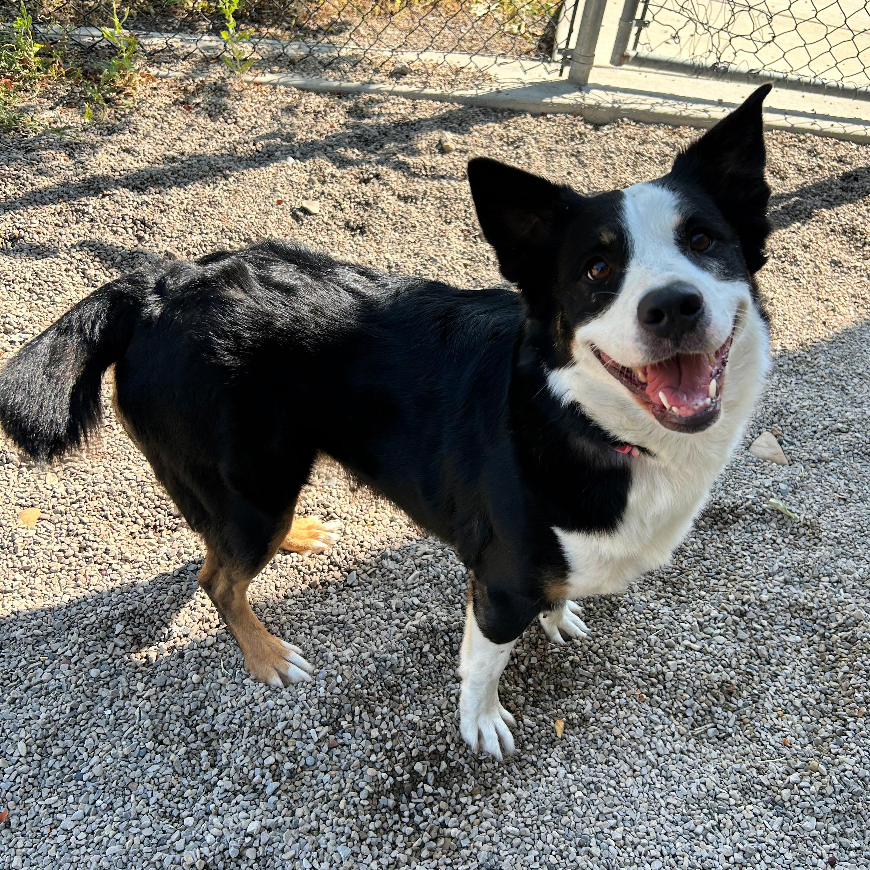 Bailey, a ADOPTABLE mixed breed in Lindon, UT image 4/5