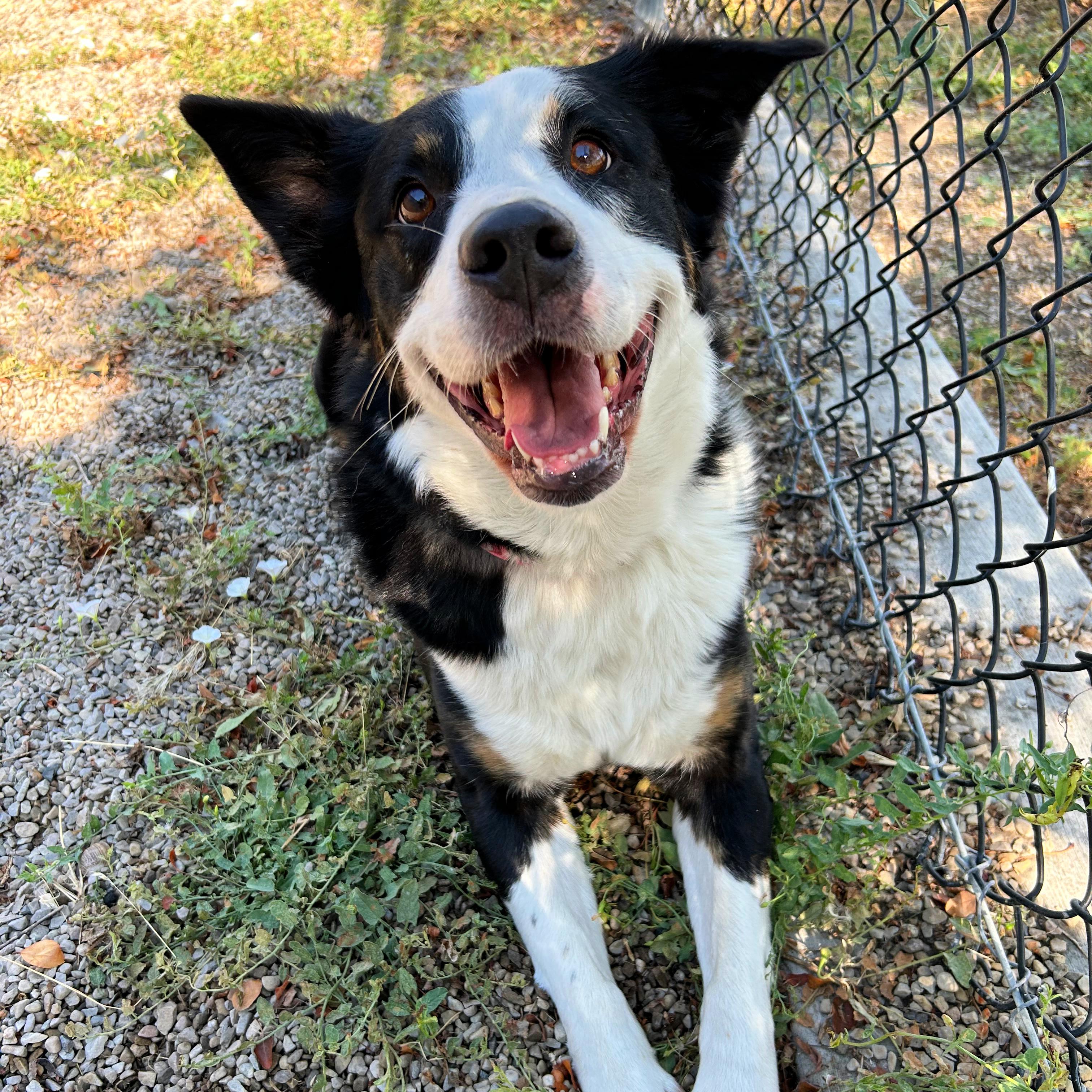 Bailey, a ADOPTABLE mixed breed in Lindon, UT image 2/5