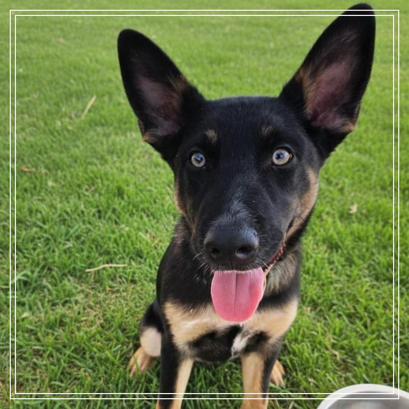 Mars, Adoptable, Puppy Male Australian Cattle Dog / Blue Heeler & Shepherd.